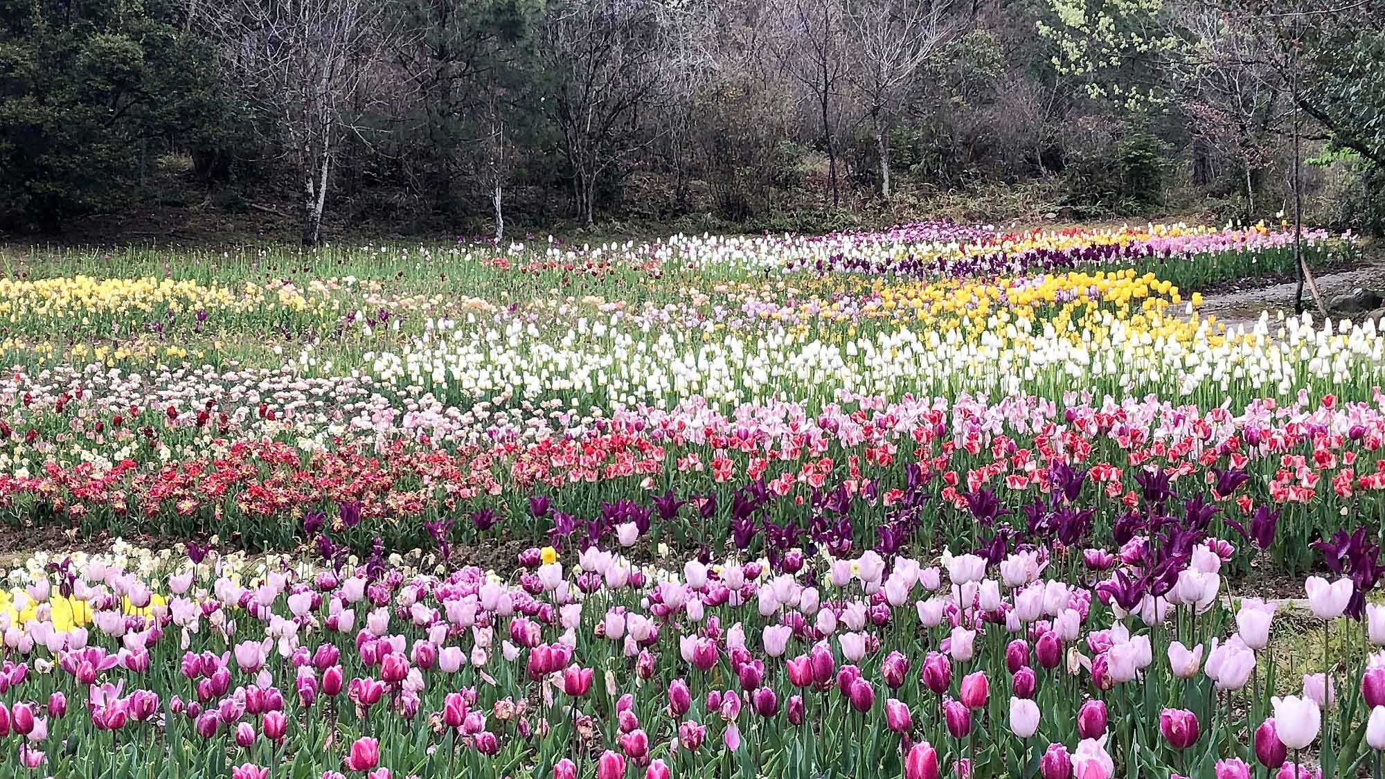 ・【周辺】車で約20分、「モネの庭」では春にチューリップが咲き誇ります