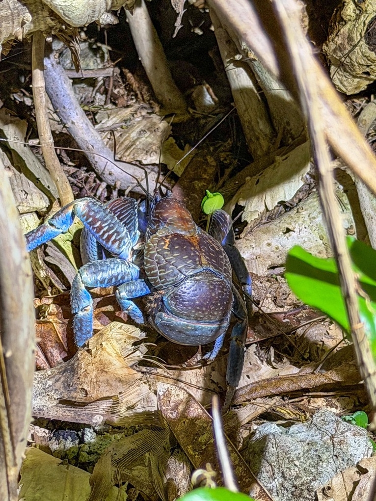 ヤシガニツアー付き宿泊プラン　【一棟貸切】UMInoLIFE 宮古島 -sango-　
