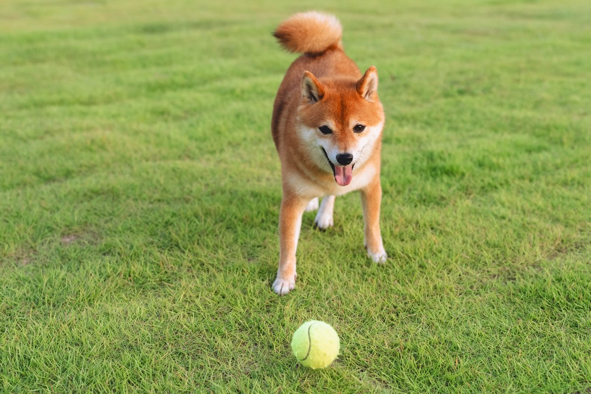 愛犬とボール遊び