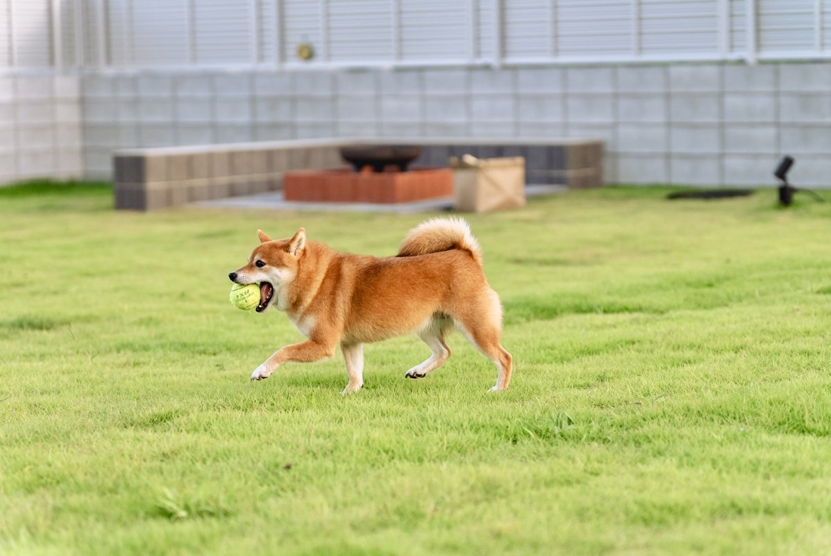 愛犬ドッグラン