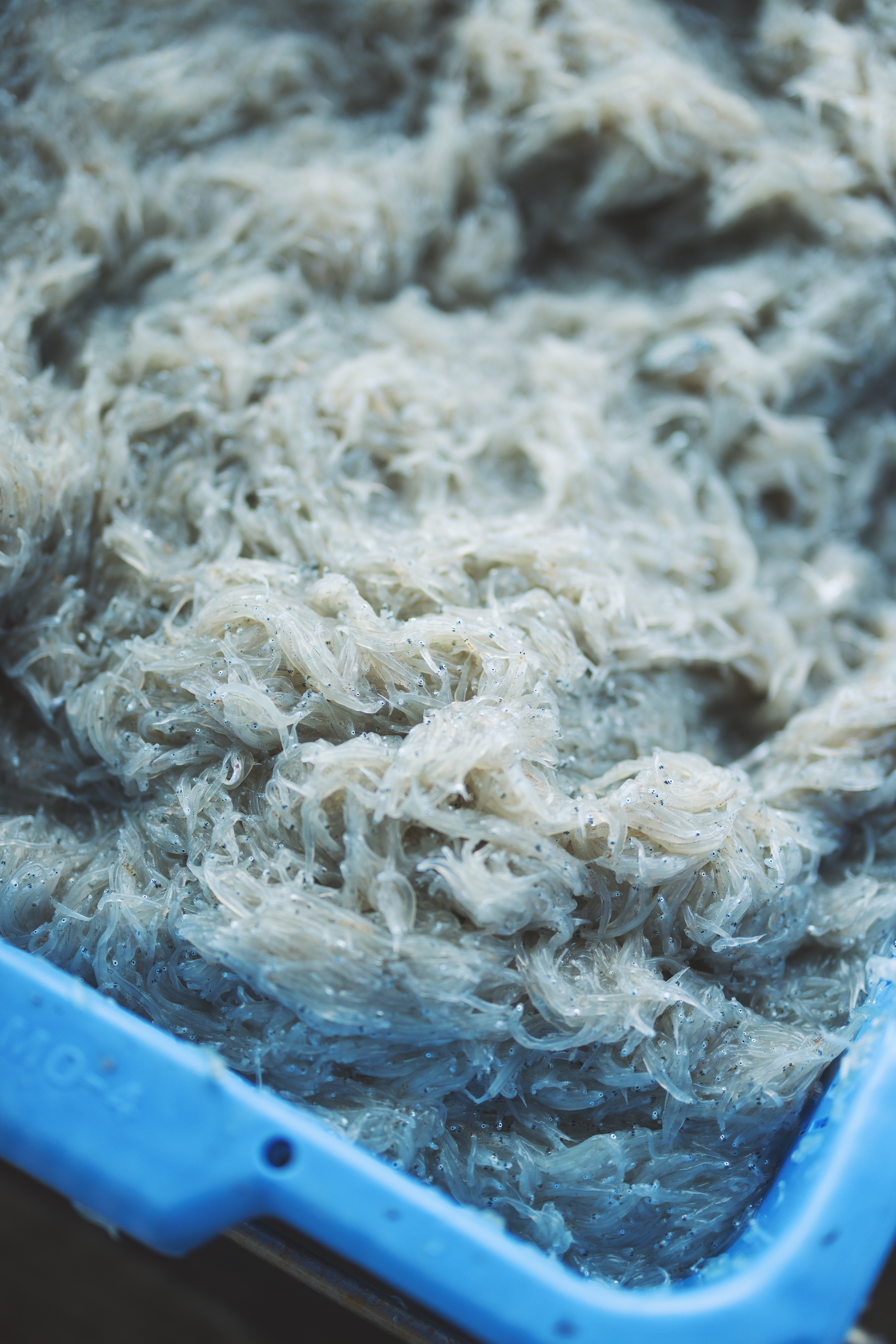 浜名湖のしらす（舞阪漁港）