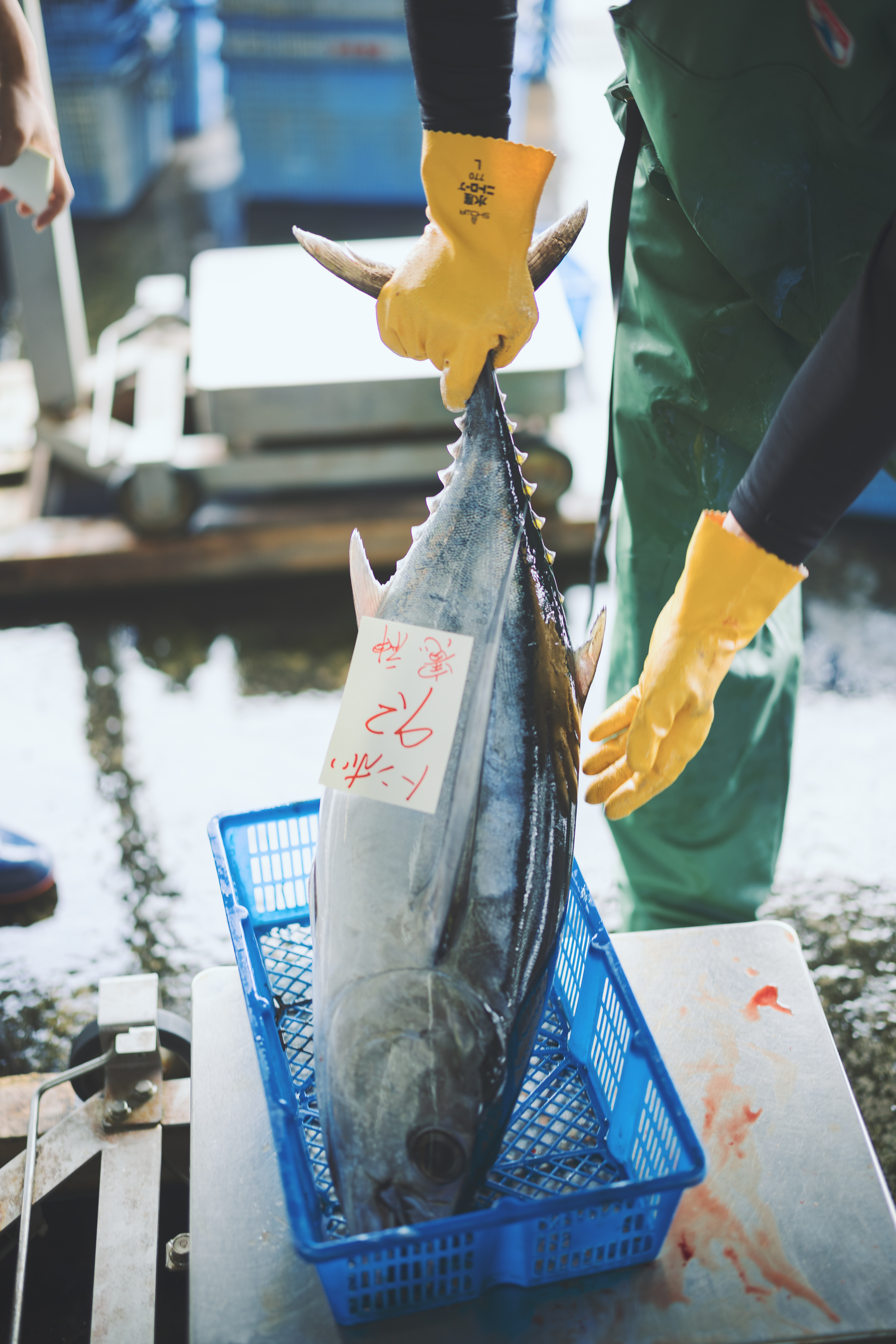 鮮魚（舞阪漁港）