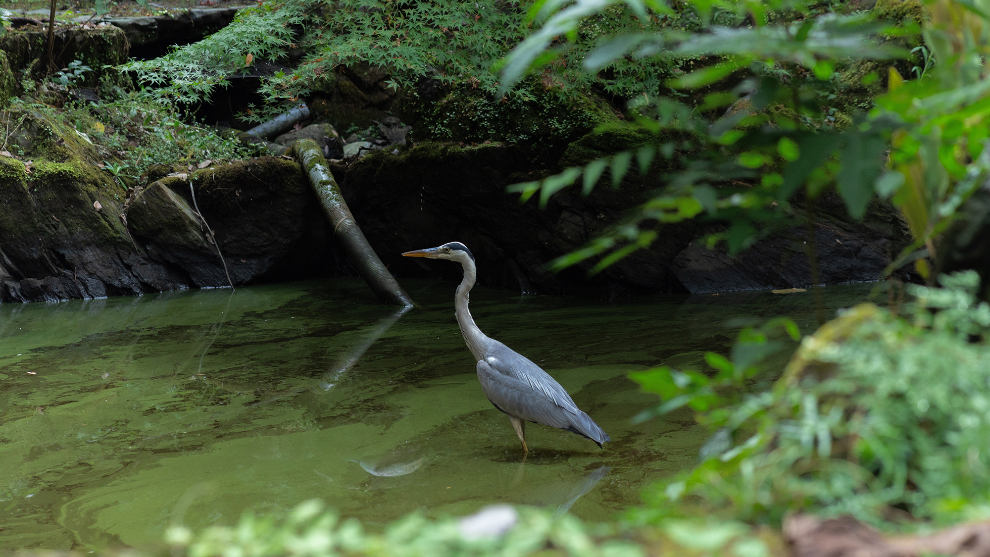 【中庭】鳥たちがひっそりと訪れる、凛とした和の中庭