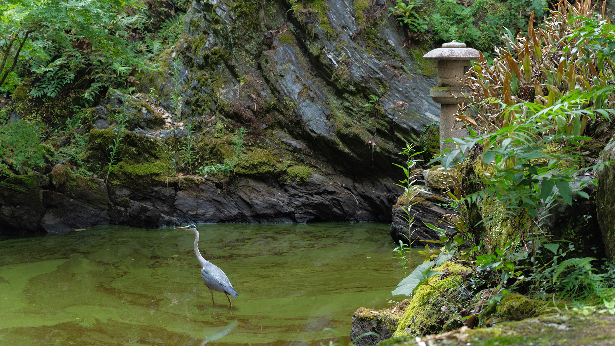 【中庭】鳥たちがひっそりと訪れる、凛とした和の中庭