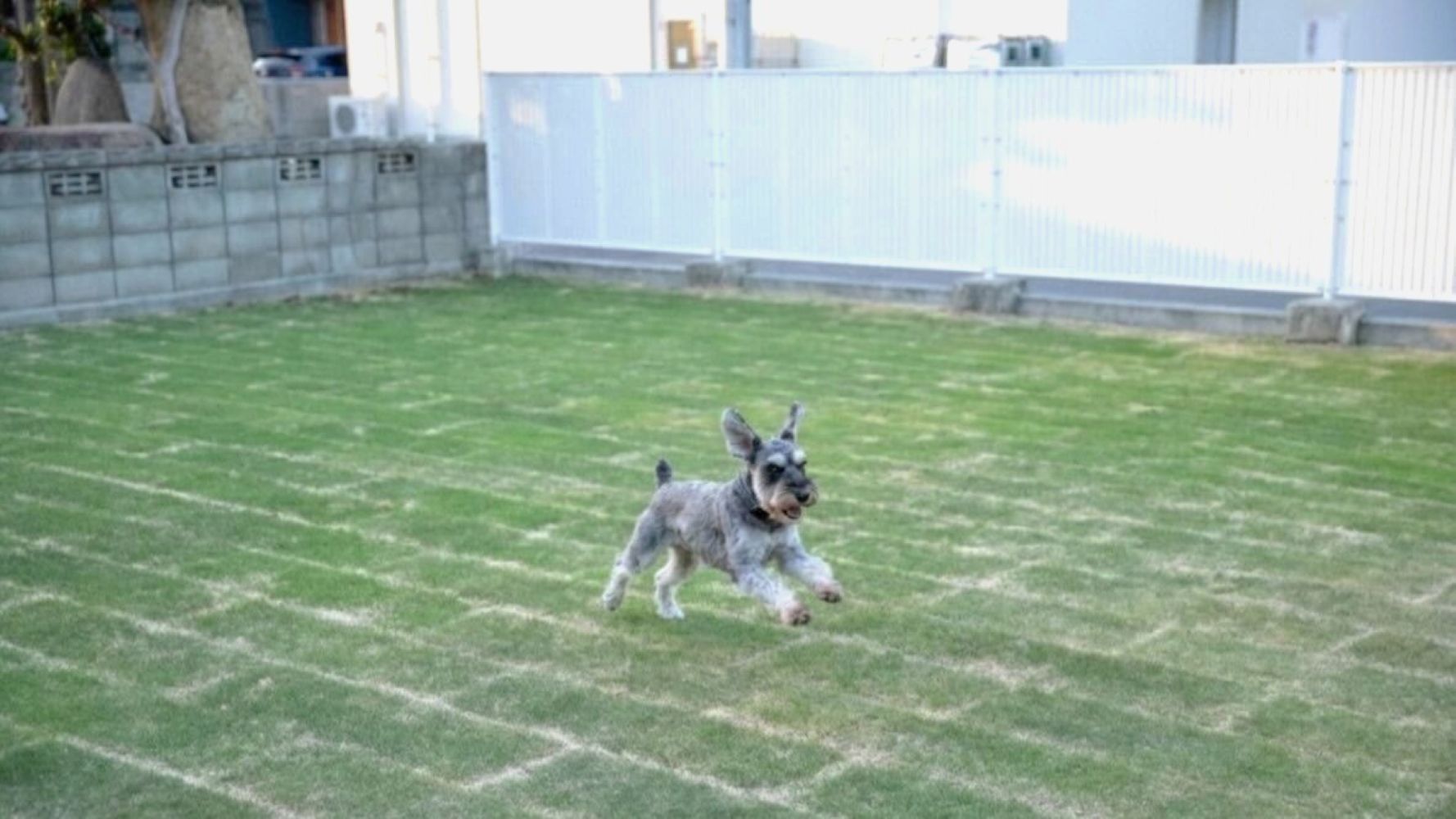 ドッグラン