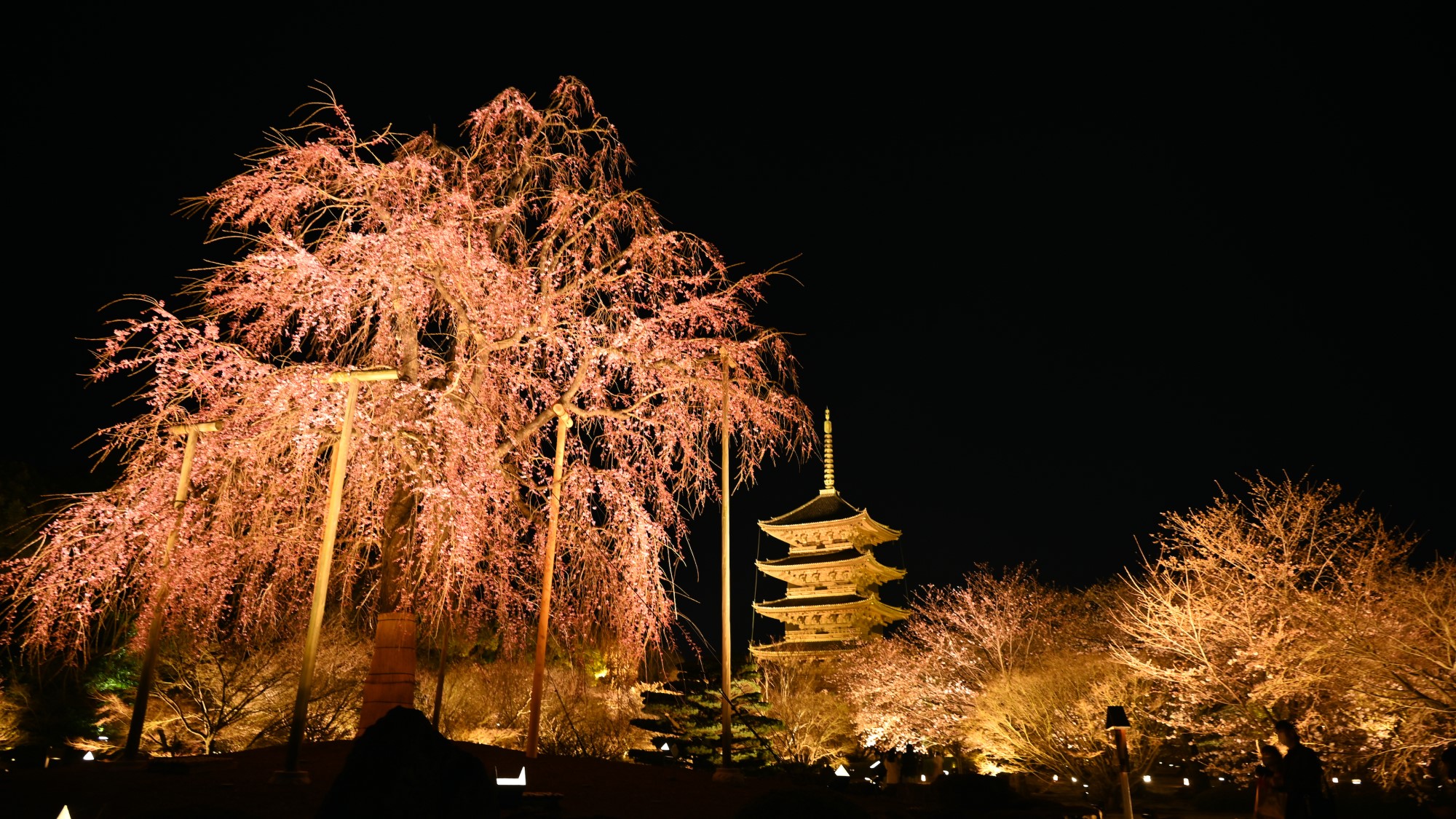 東寺（春の夜）