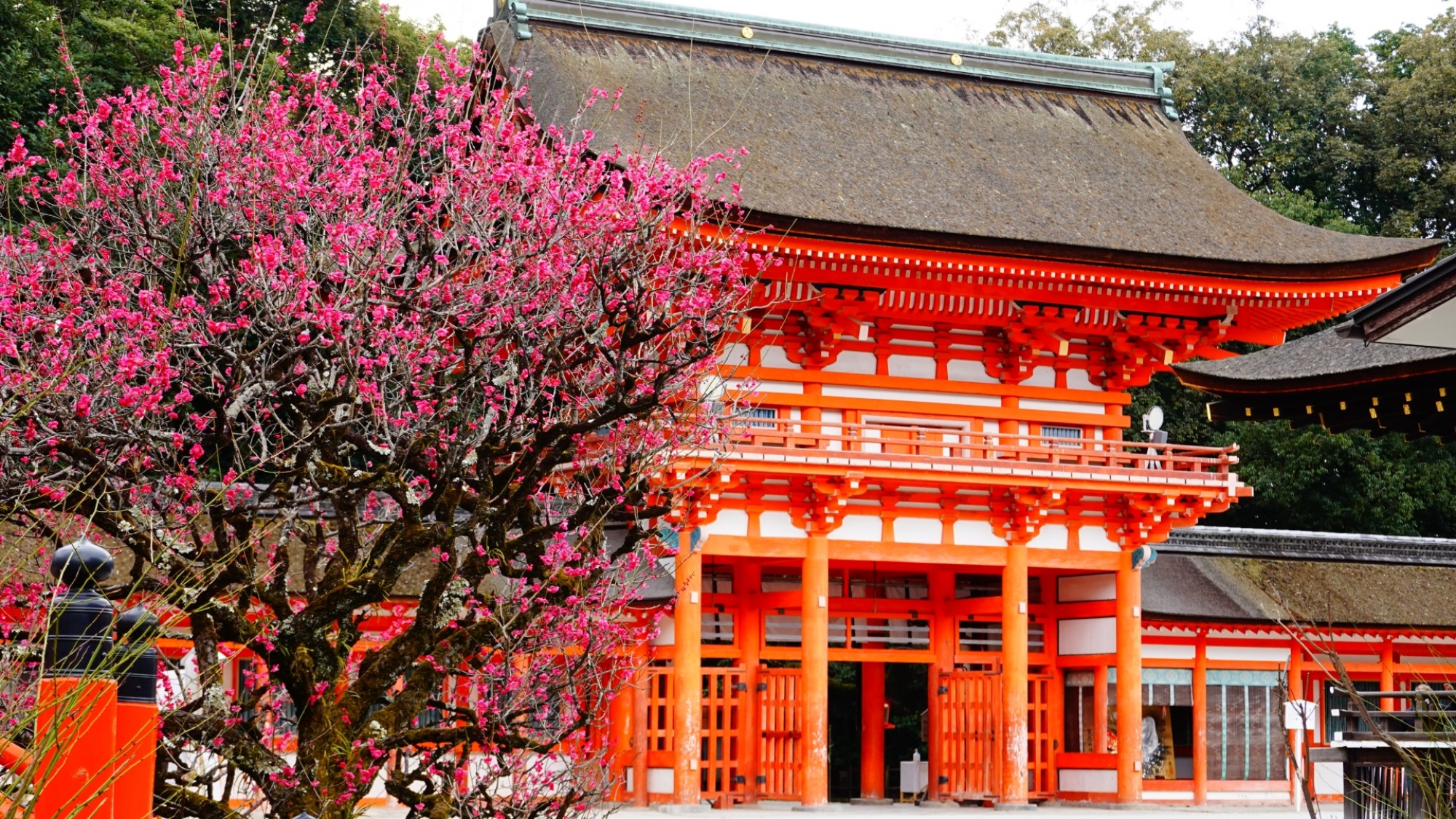 下鴨神社（春）