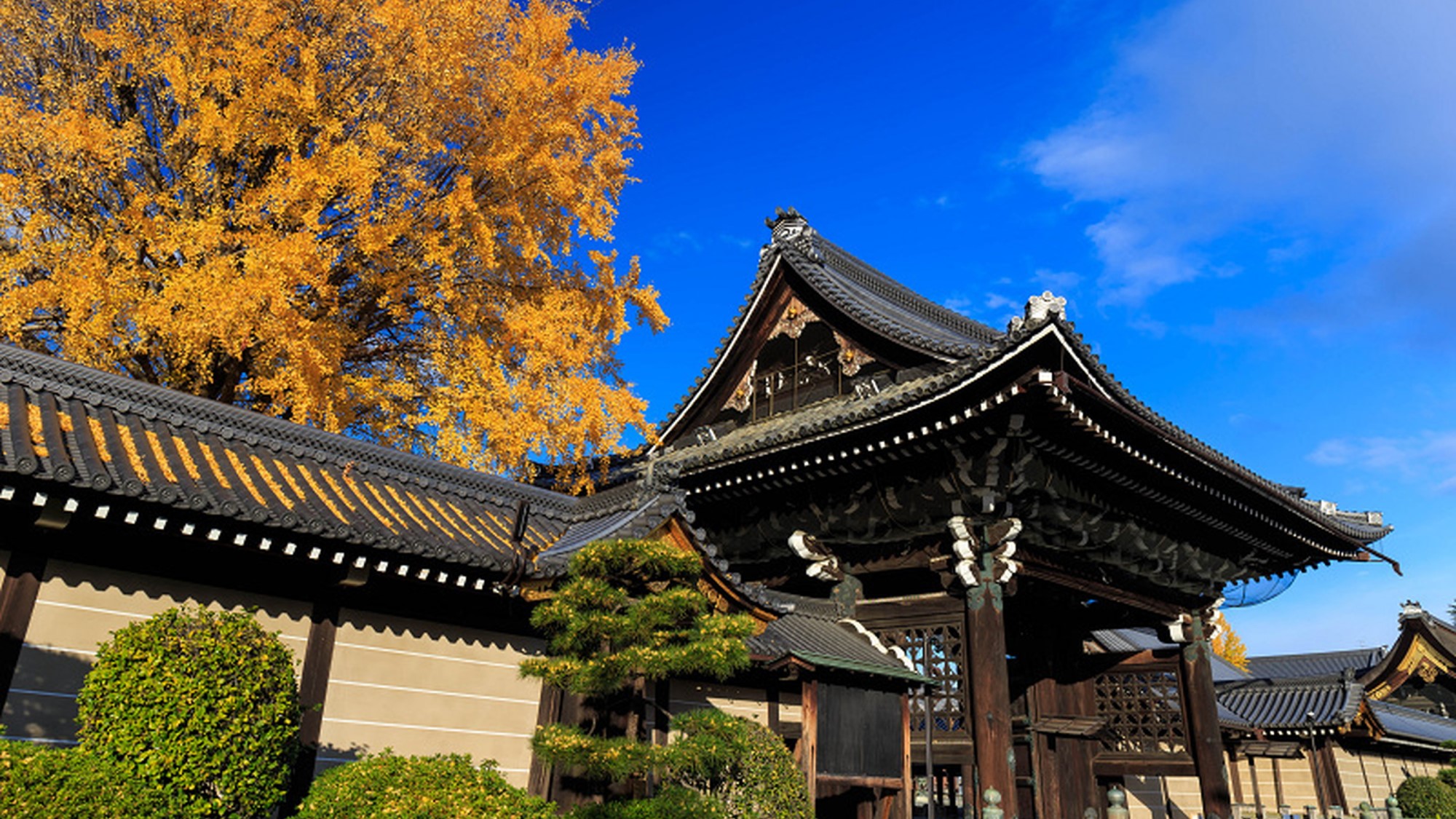 西本願寺 御影堂門（秋）