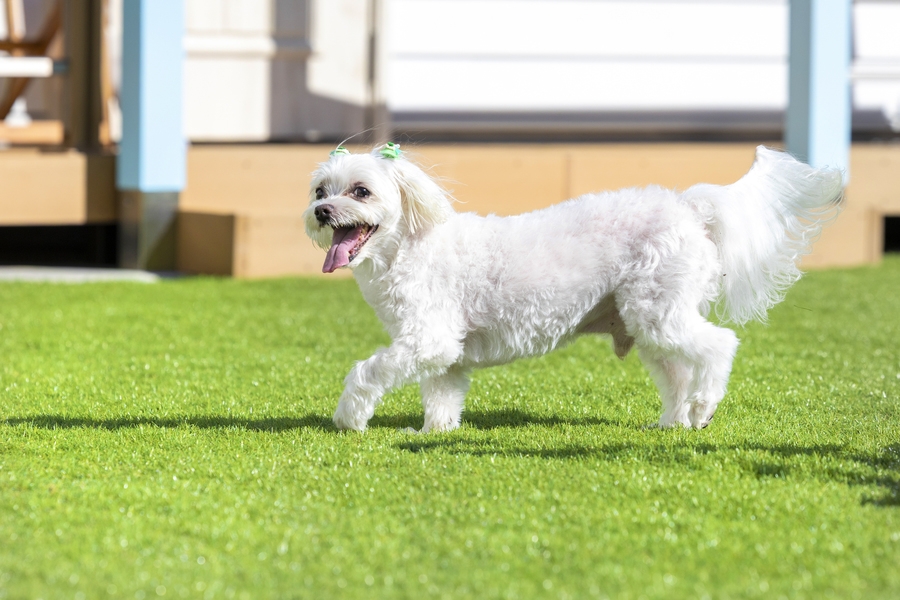 【3〜4名様限定：愛犬1頭までOK！】海辺DEさんぽ♪一棟貸切の癒しプラン