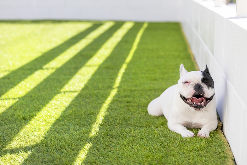 【3〜4名様限定：愛犬1頭までOK！】海辺DEさんぽ♪一棟貸切の癒しプラン