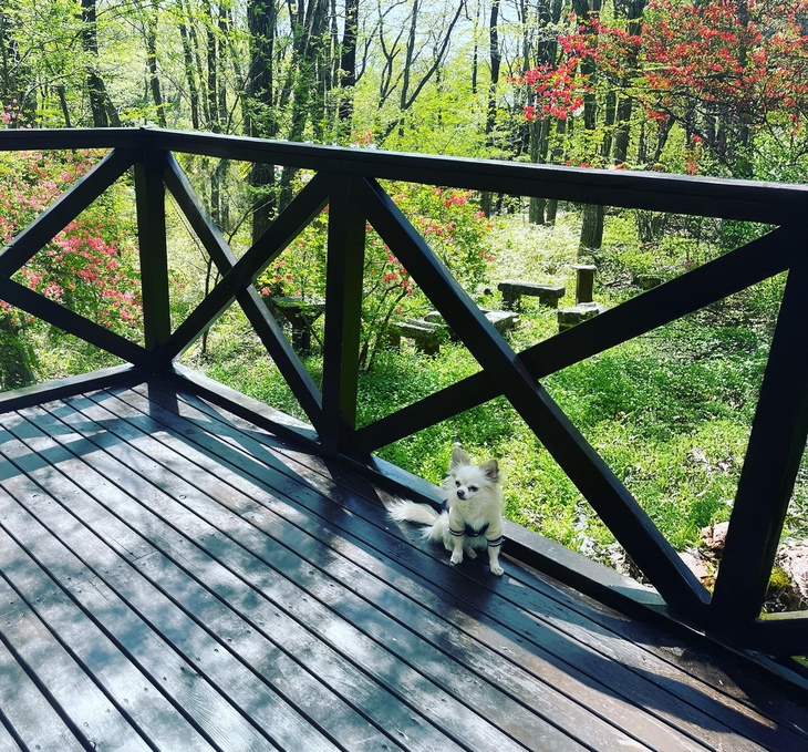 ペット同伴OK【那須高原】温泉付コテージ別荘一棟貸切！天然温泉・バルコニーでBBQできます　素泊まり