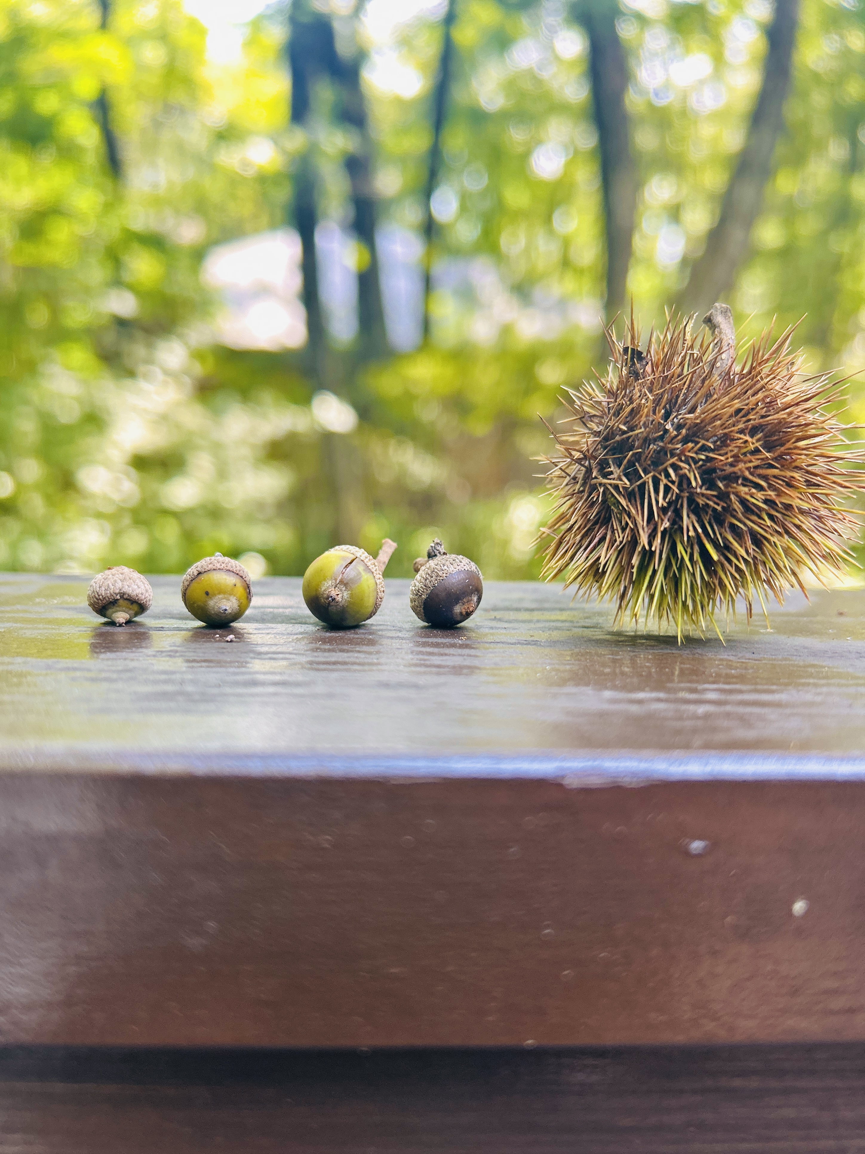 栗とどんぐりのせいくらべ