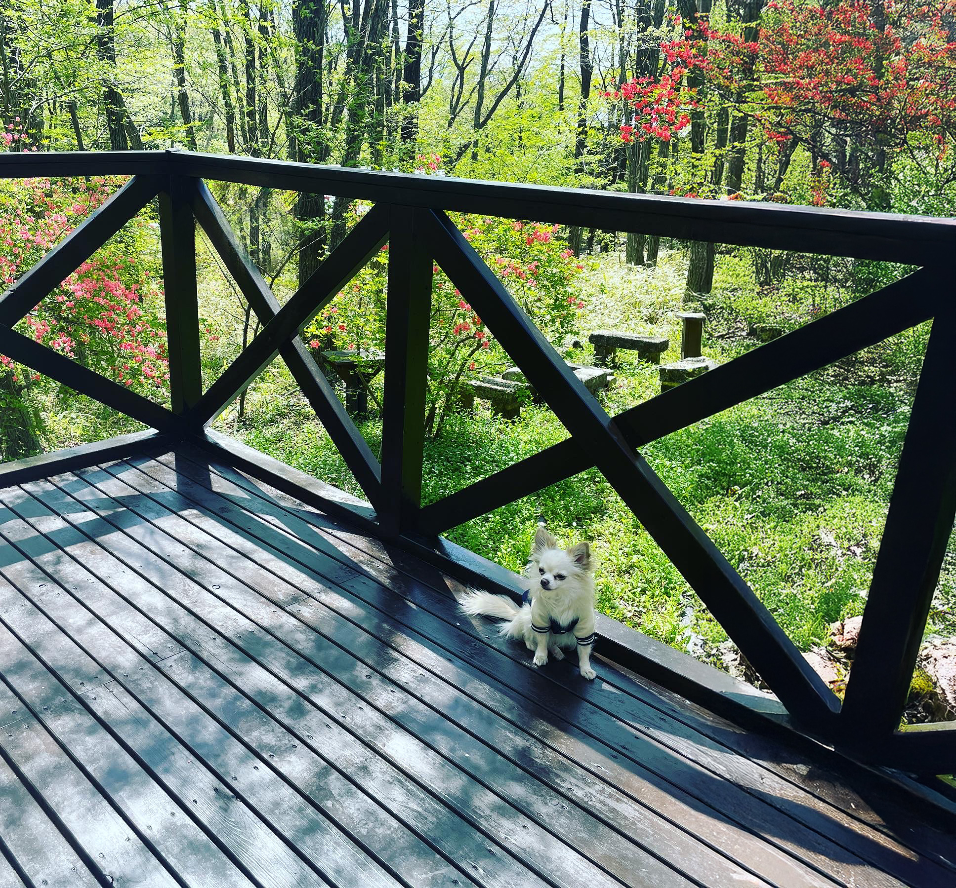 バルコニーと犬