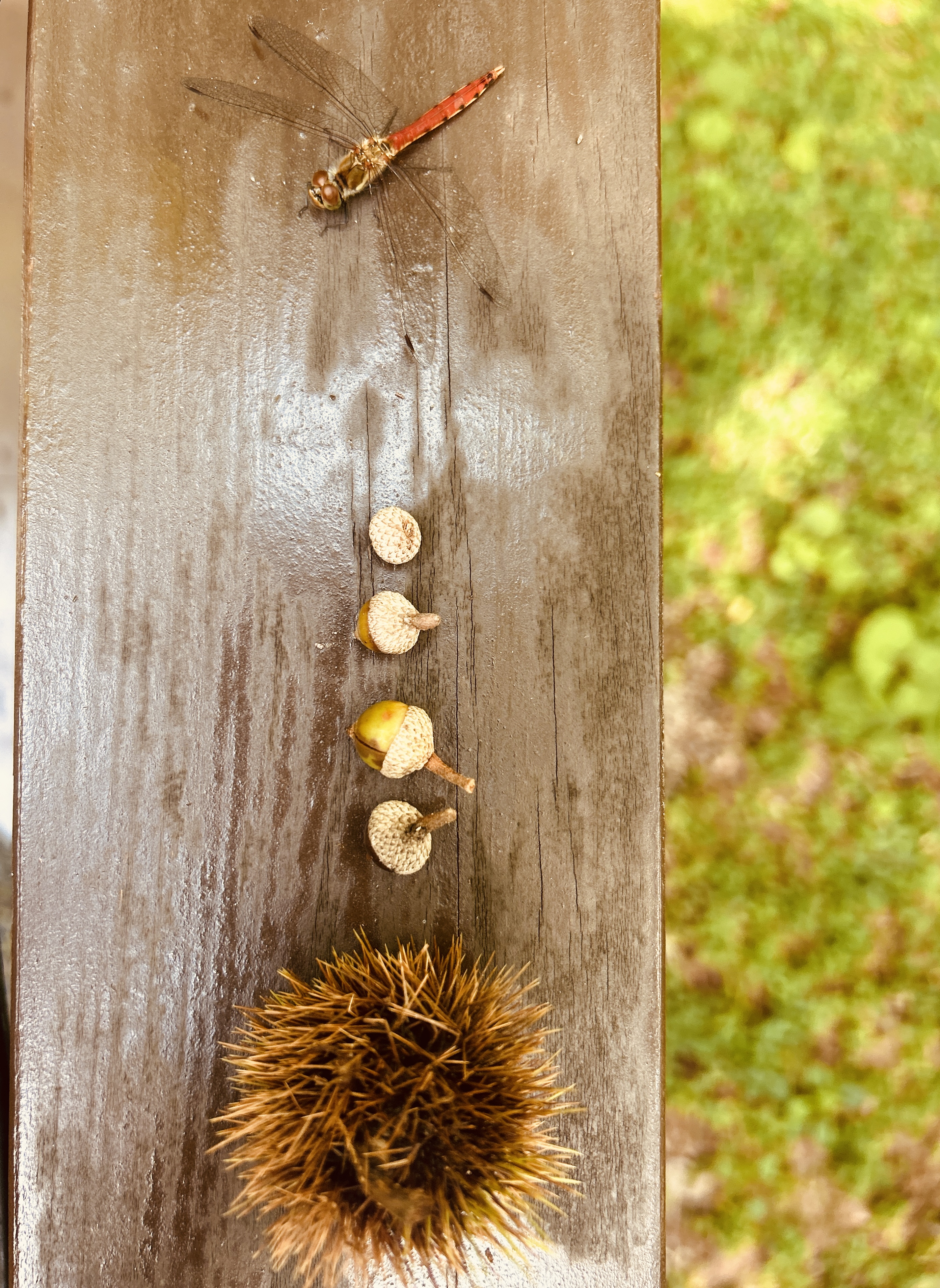 赤とんぼといがくり