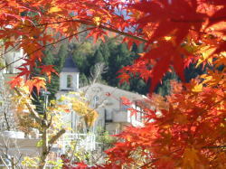 Autumn leaves and new building