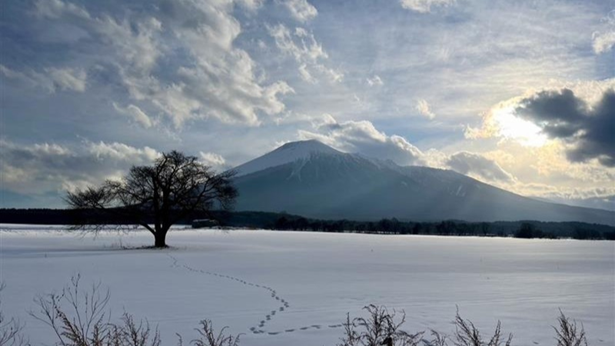 冬・岩手山と上坊牧野の一本桜