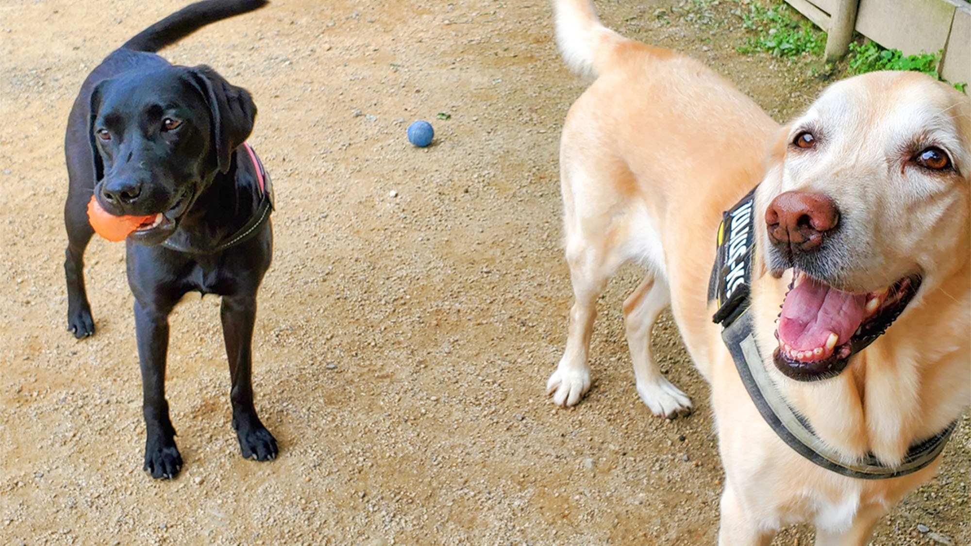 【朝食付】パンやハムエッグなどの洋朝食で優雅な朝を♪ドッグカフェで愛犬と一緒に過ごせるのんびり朝時間