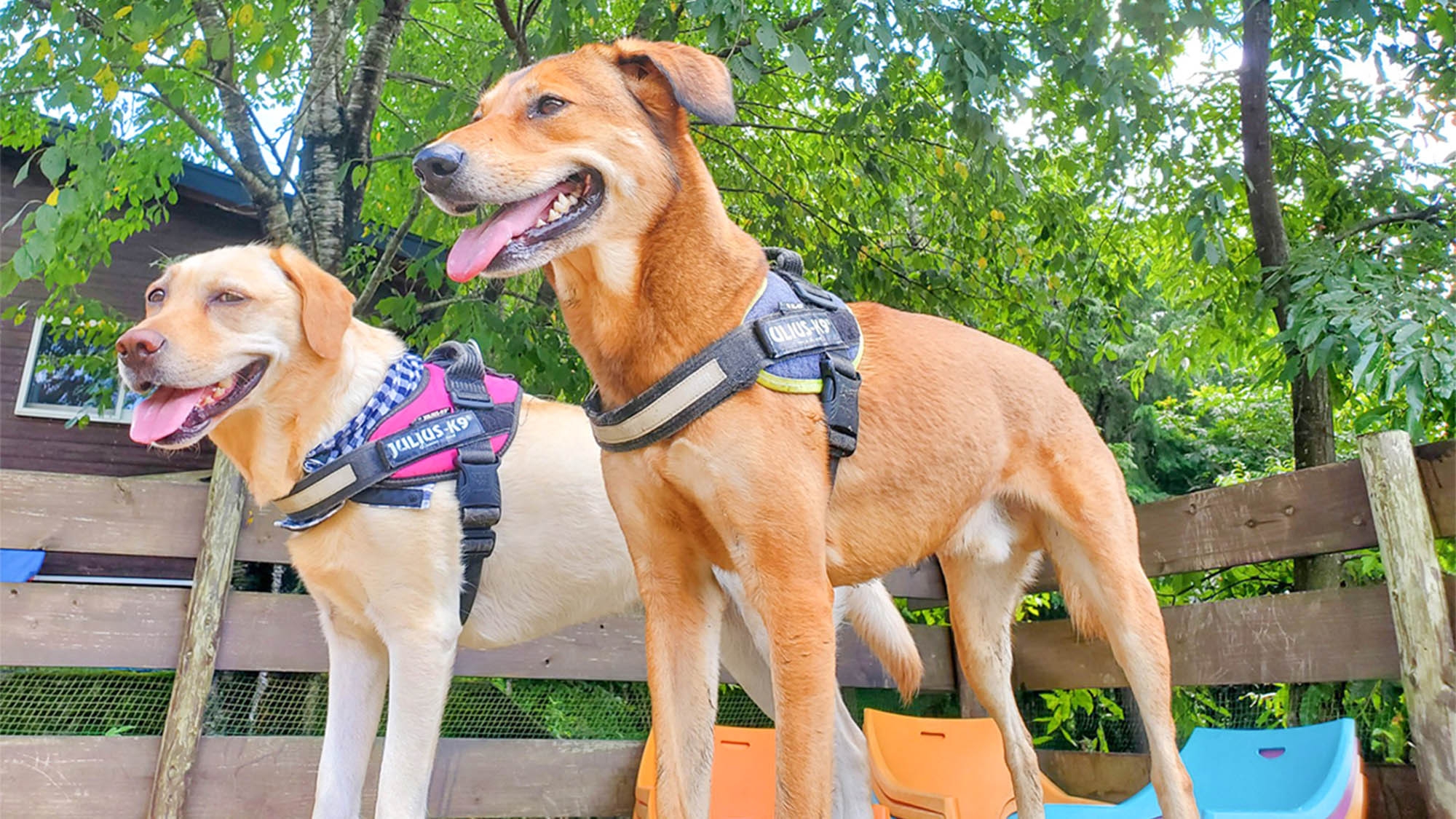 【素泊】ワンちゃん2頭まで同宿可能♪自然に囲まれたプライベートコテージで愛犬と過ごす特別なひととき