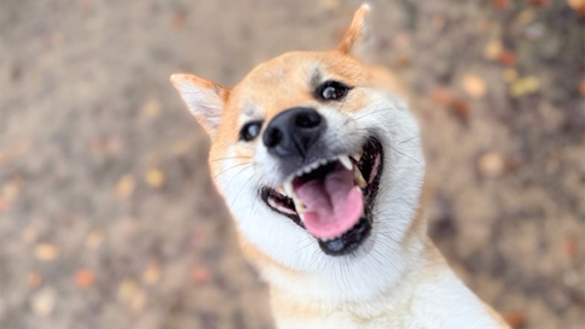 【素泊】ワンちゃん2頭まで同宿可能♪自然に囲まれたプライベートコテージで愛犬と過ごす特別なひととき