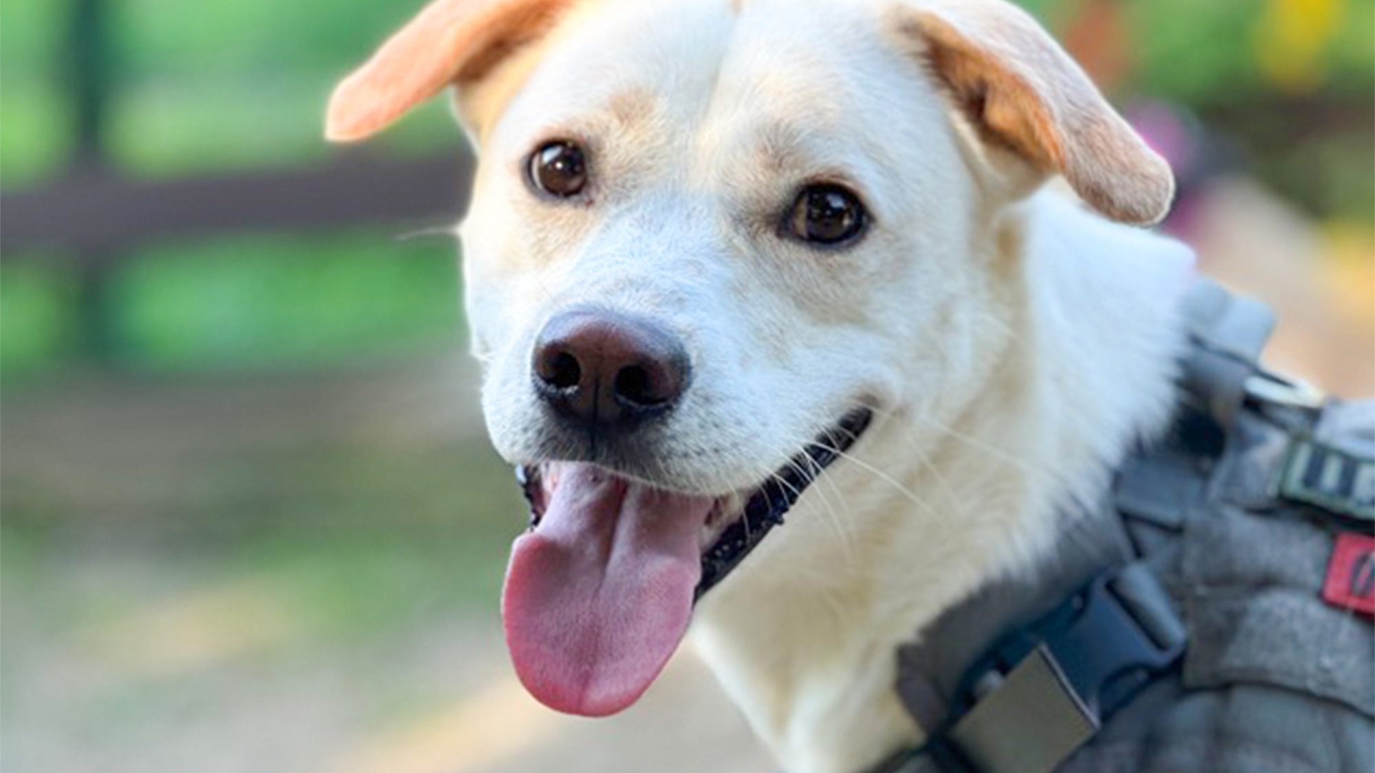 ・【ドッグラン】また来よう♪　ワンちゃんのキラキラ笑顔は飼い主にとっての最高の思い出です