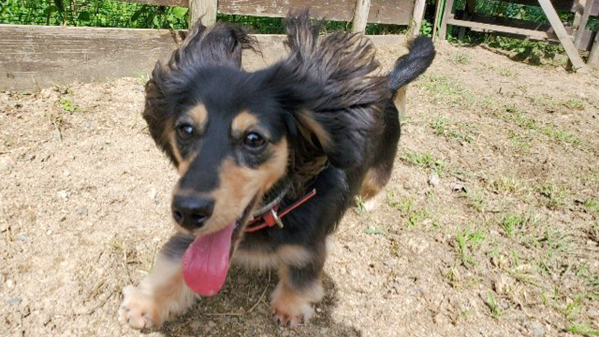 ・【ドッグラン】全力疾走！広々ドッグランで解放感いっぱい　風を感じてドッグラン日和