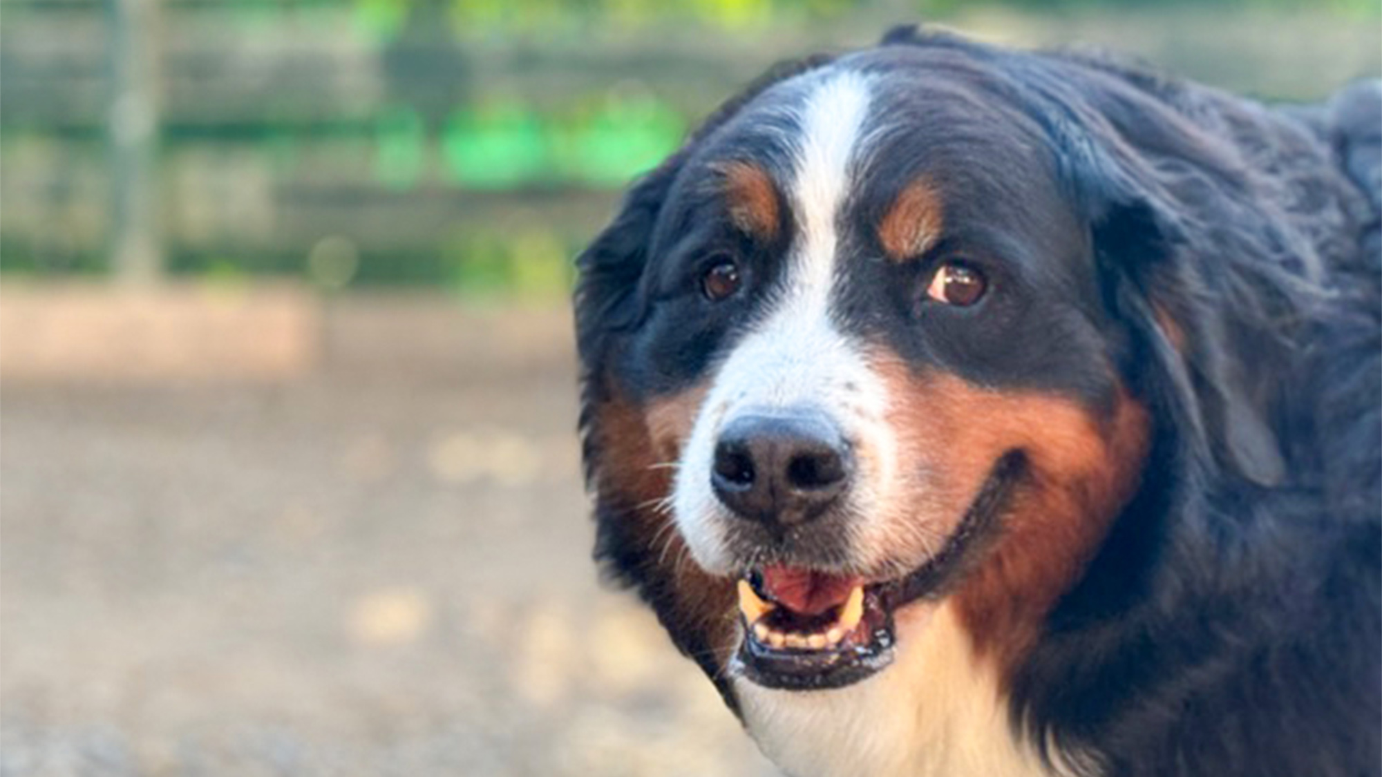 ・【ドッグラン】ワンちゃんも大満足！いっぱい遊べたね　最高の笑顔を見せてくれました
