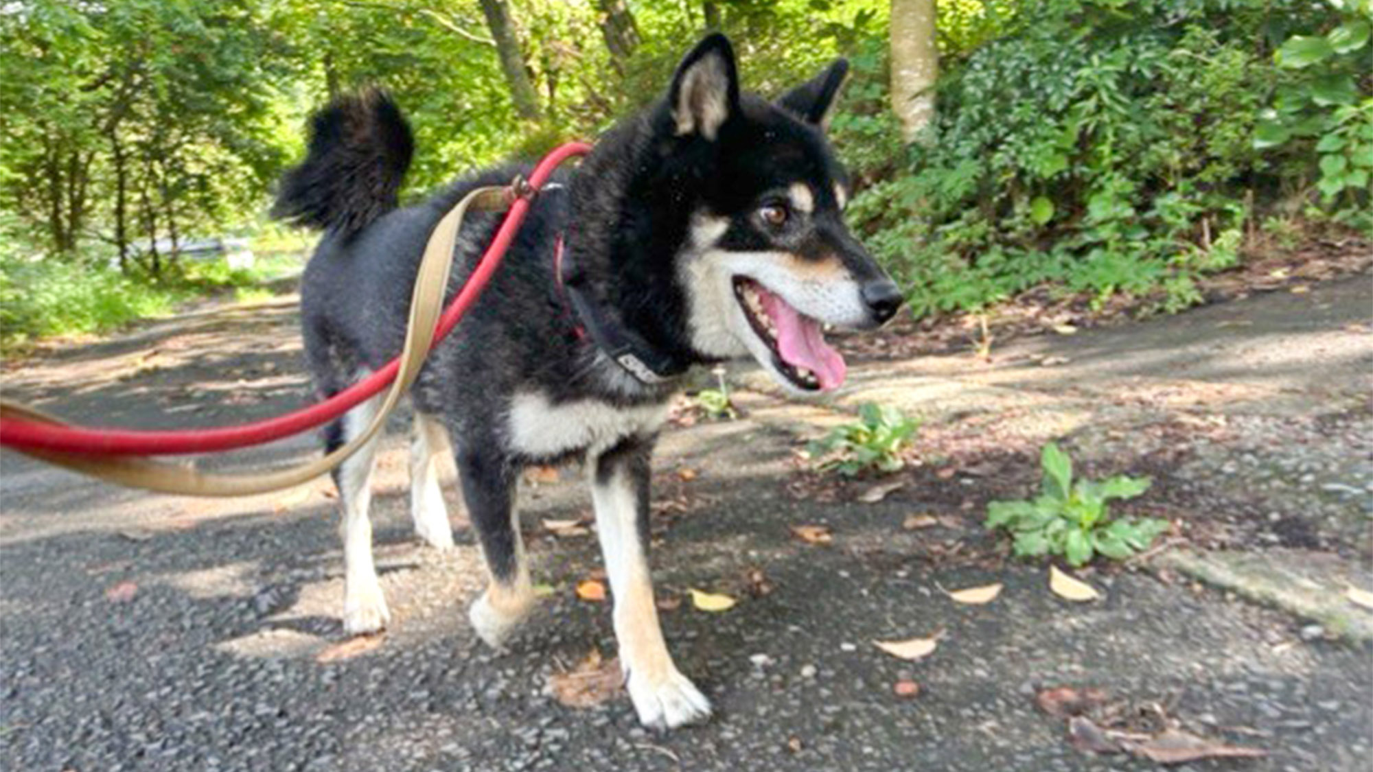 ・【お散歩】自然豊かな中をゆったりと　ワンちゃんとの絆を深める特別な時間