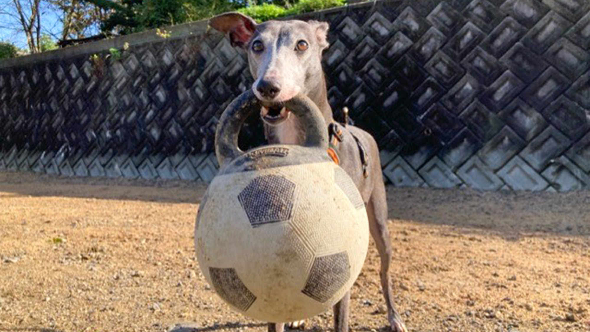 ・【ドッグラン】誰にも渡さないぞー！おもちゃを咥えている姿が可愛い　思いっきり遊んで楽しんでね