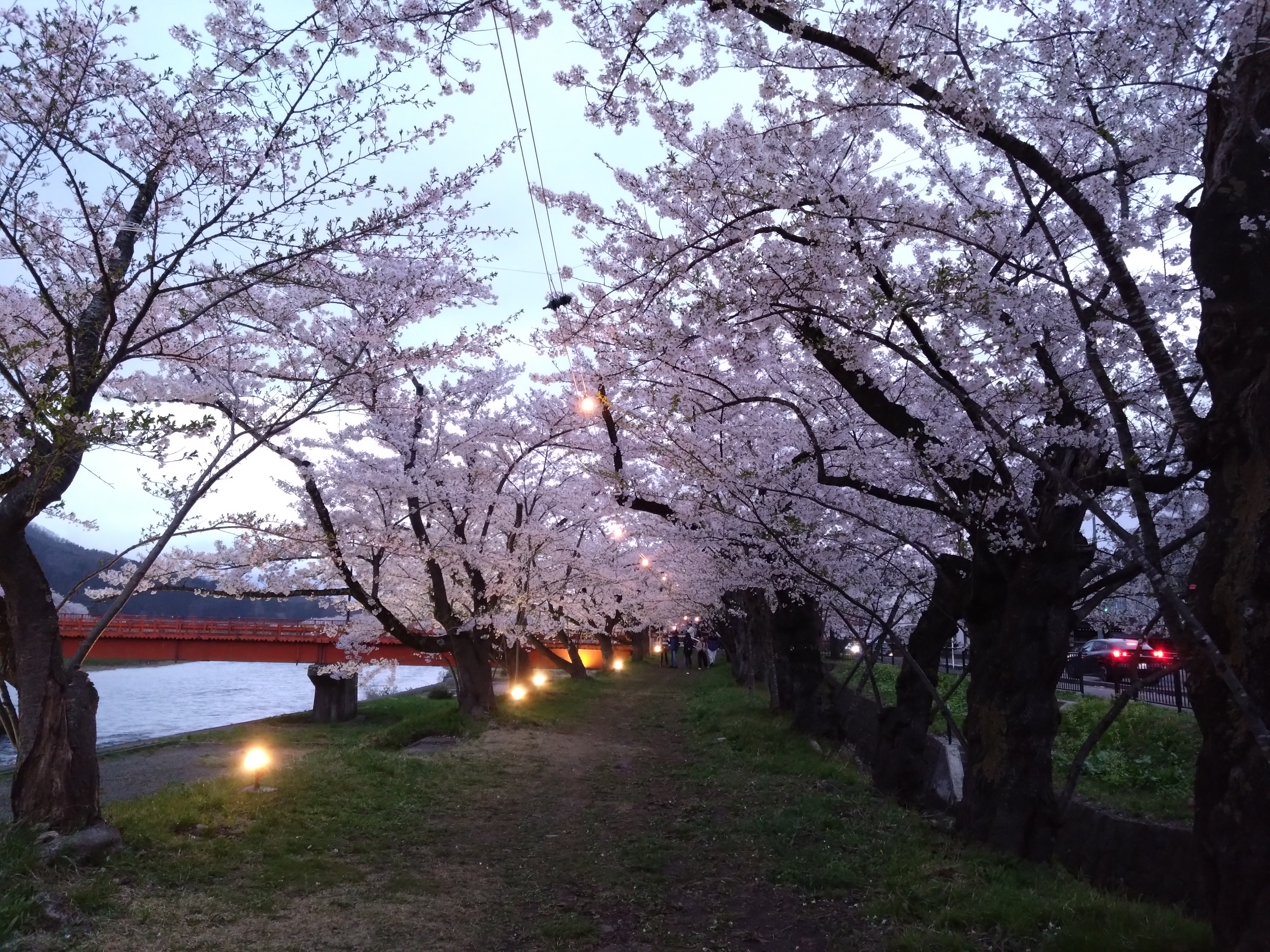 春：角館桜祭り