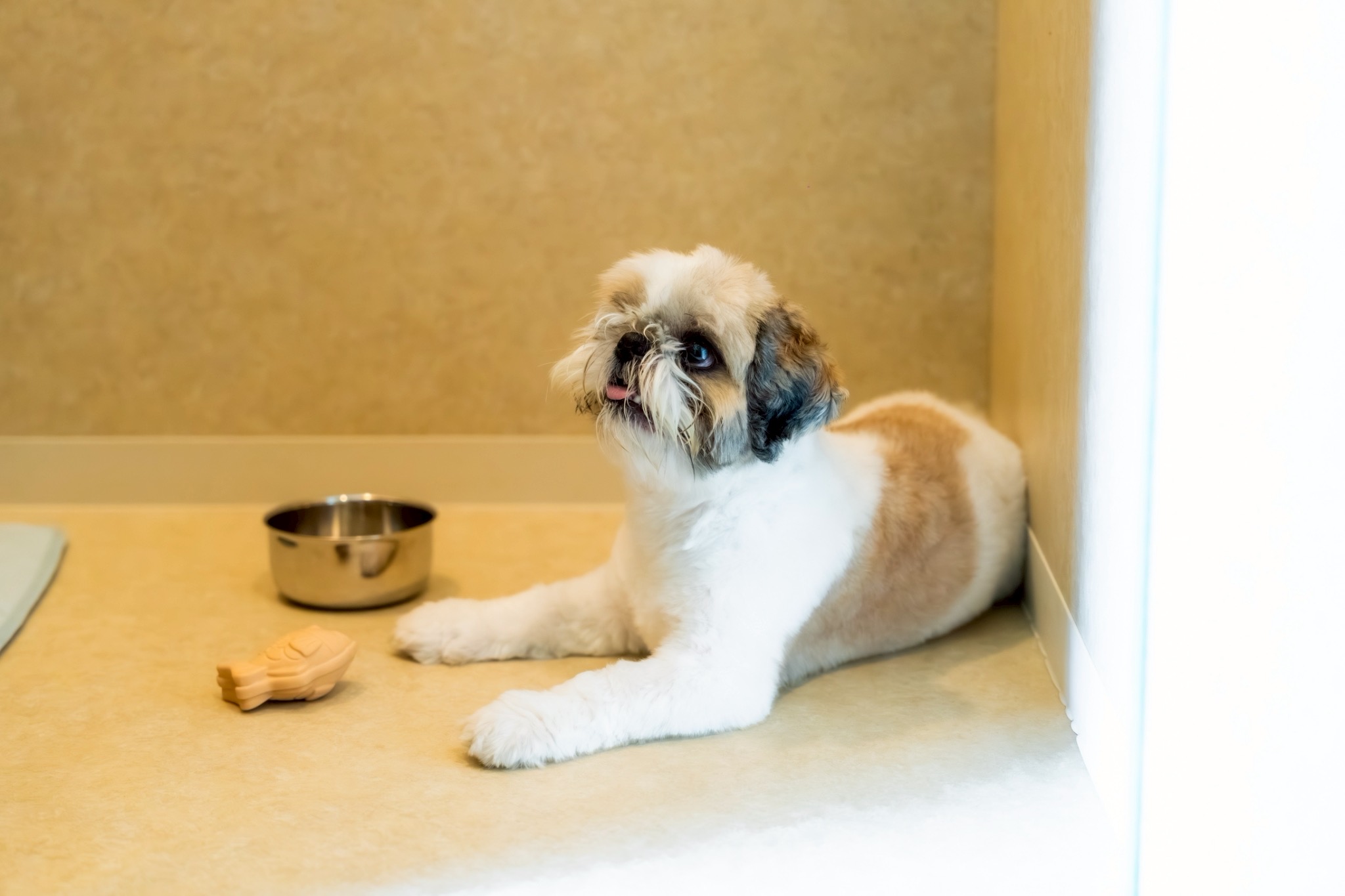 すぐ戻るからお利口さんで待っててね