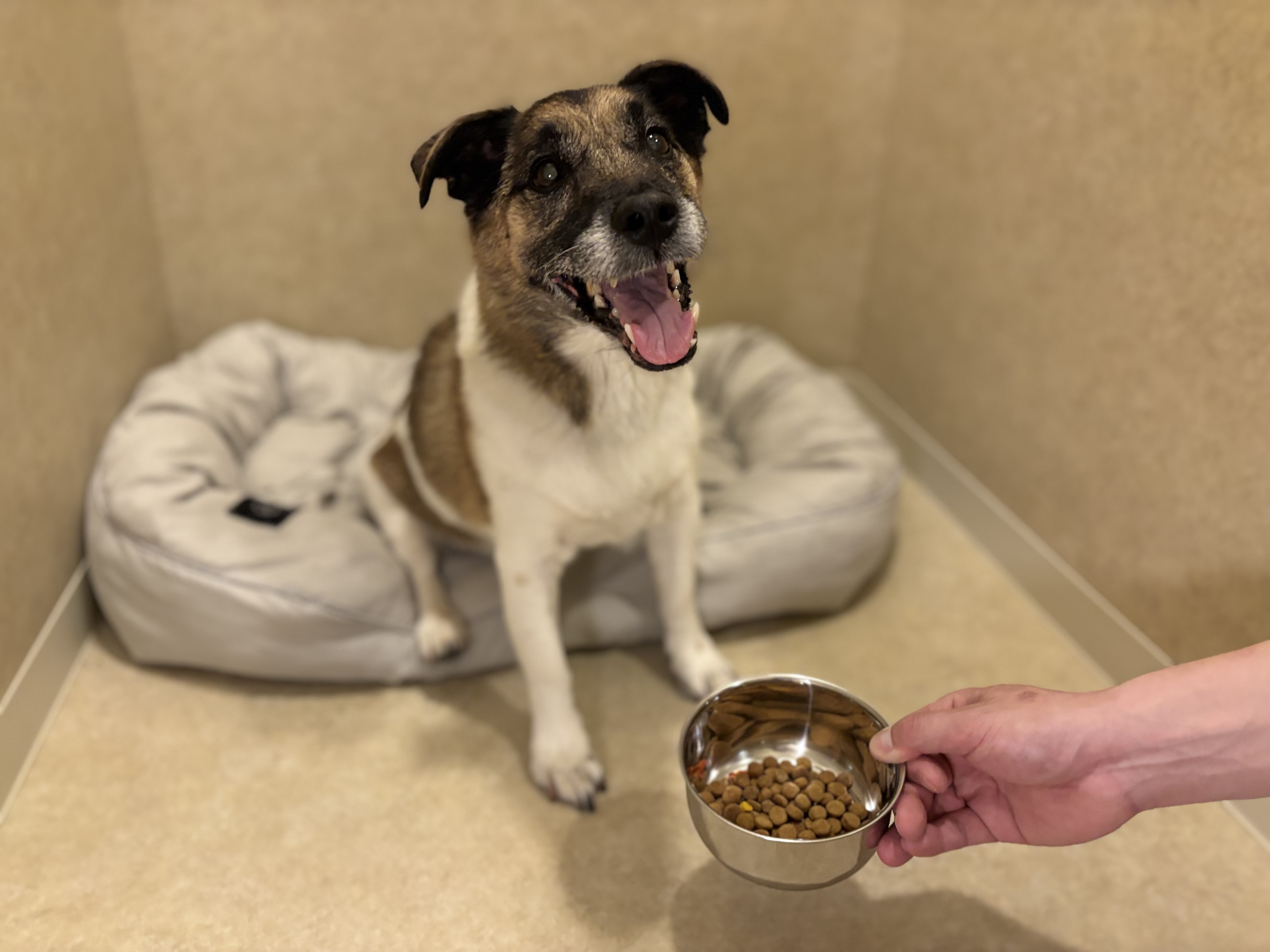 長時間のお留守番には「＋お世話サポート（有料）」もいたします