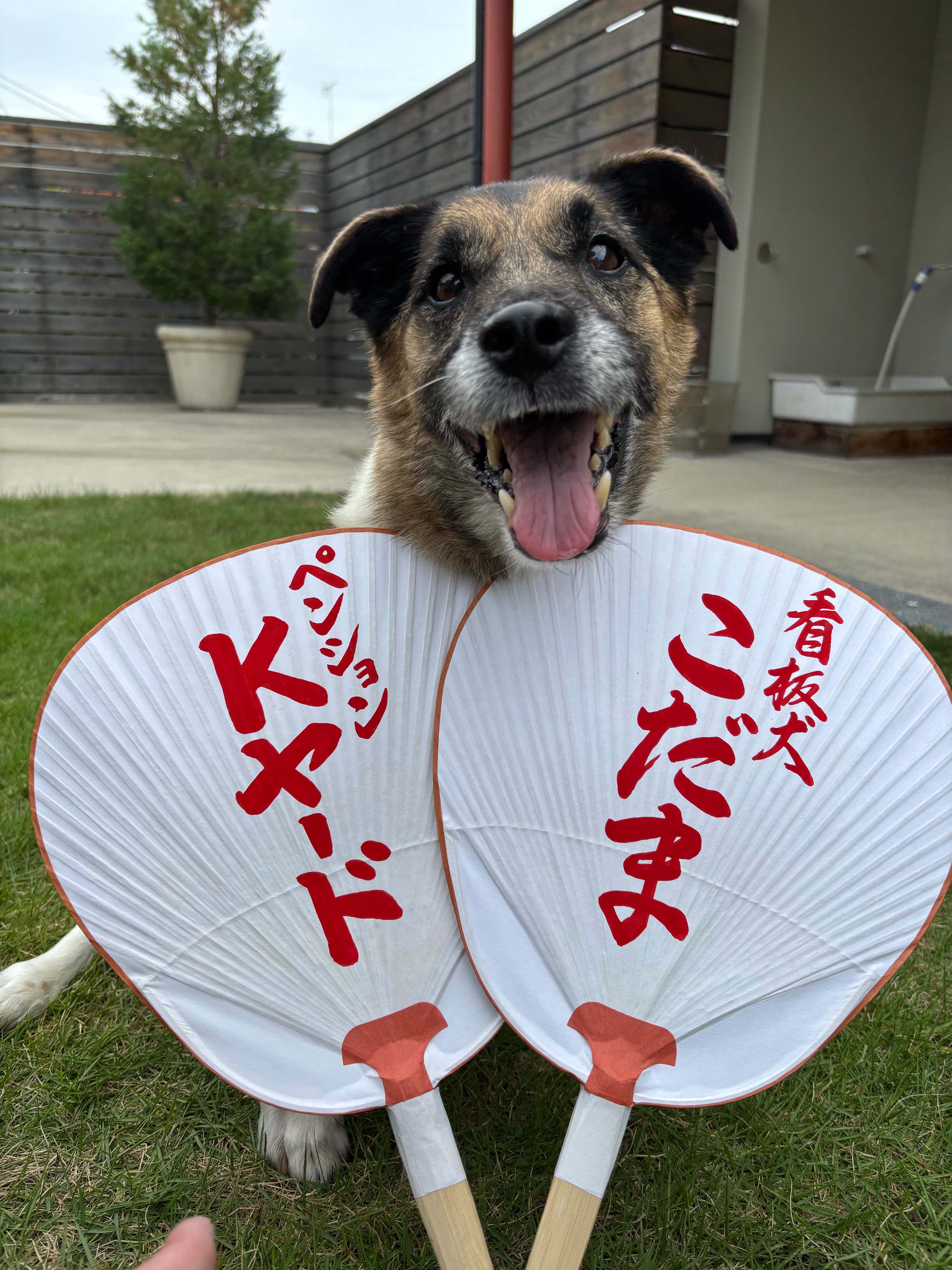 元気いっぱい看板犬こだまがお待ちしています