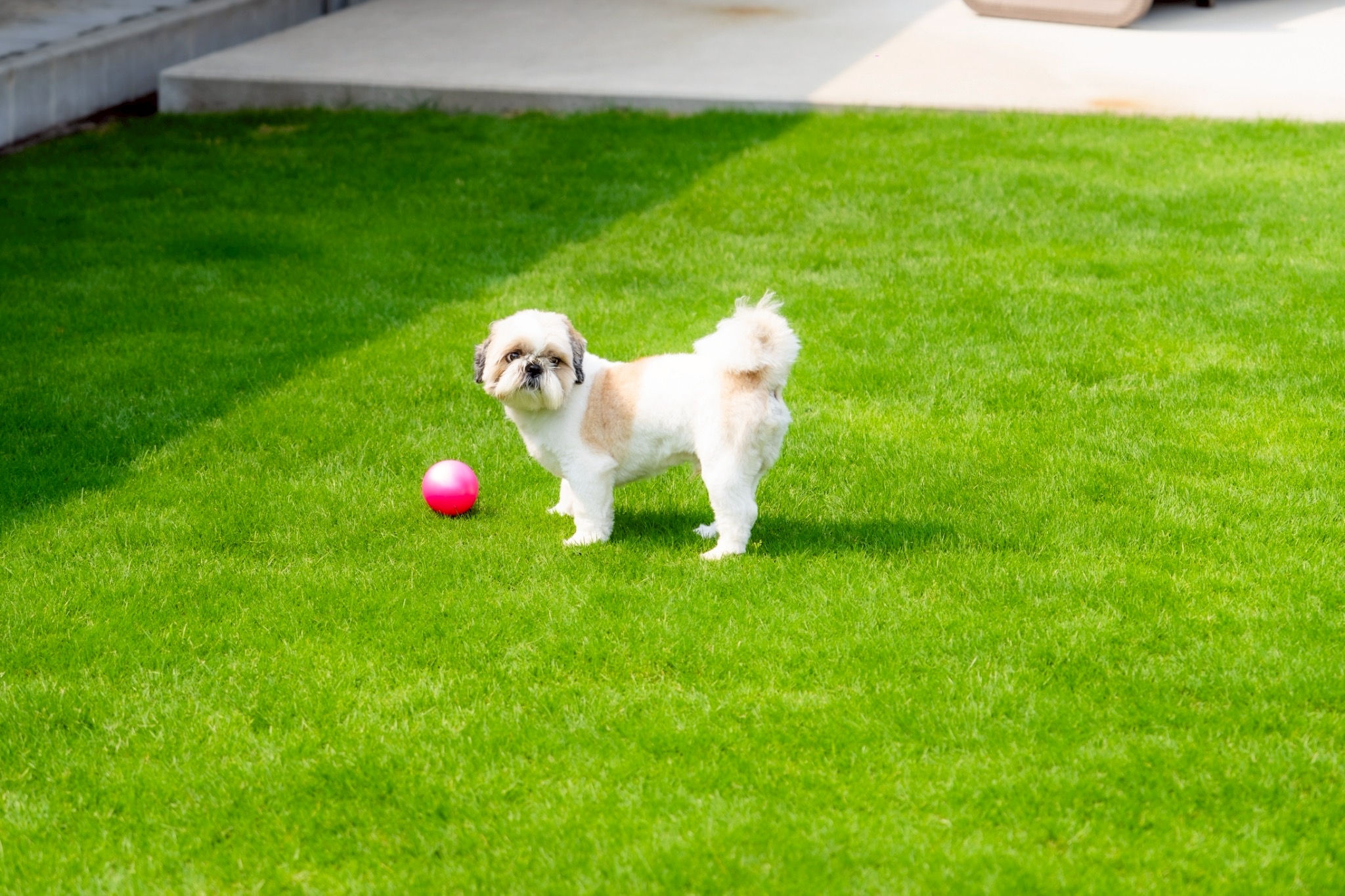 フカフカモフモフの芝生です