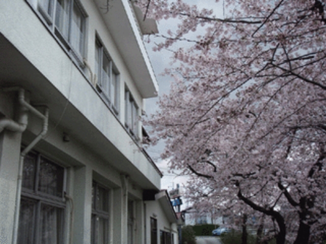 旅館と桜の距離