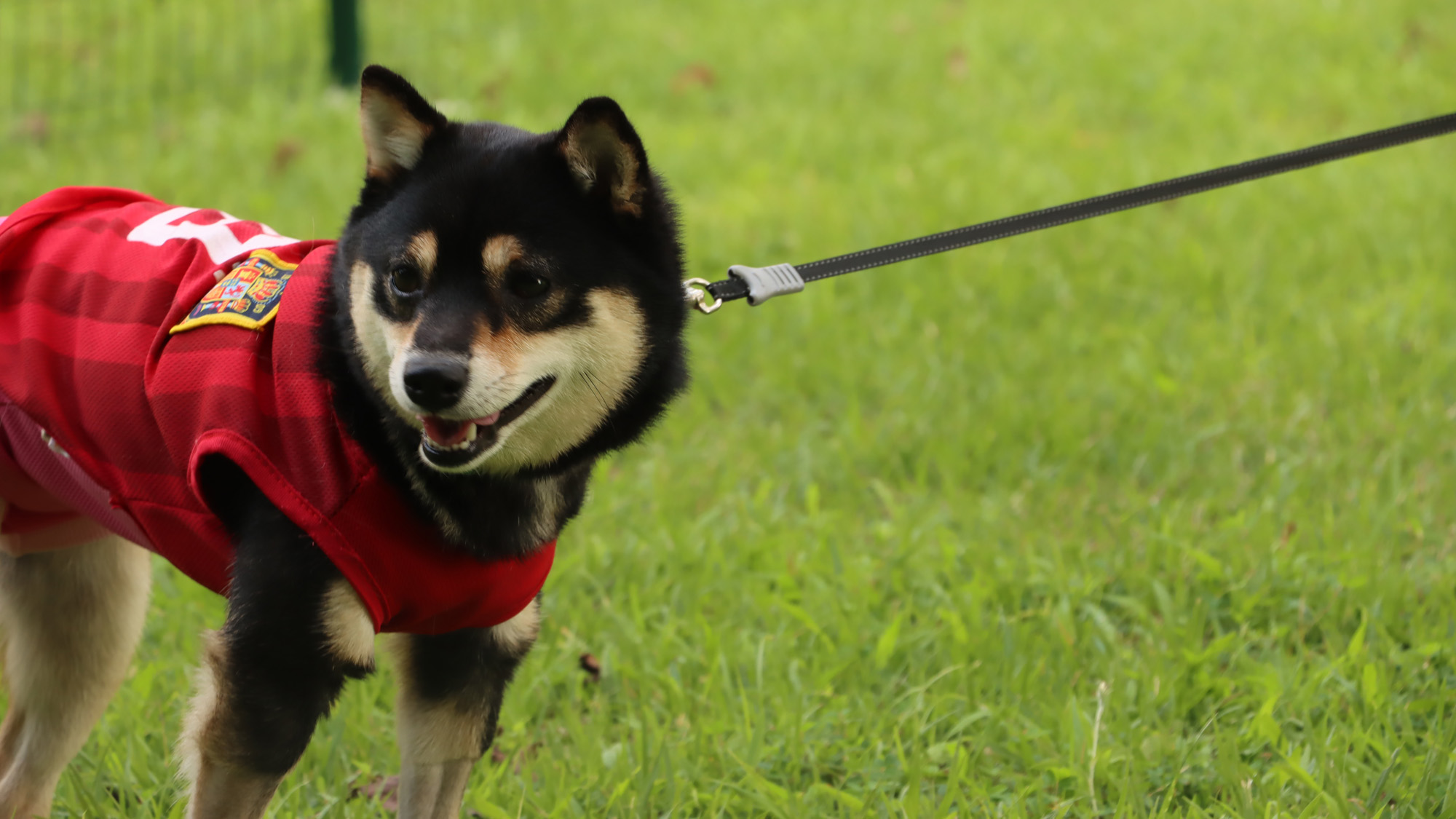 ≪ドッグラン≫黒柴