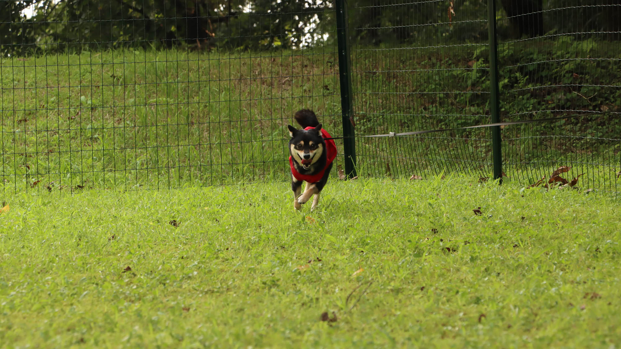 ≪ドッグラン≫全力ドックラン