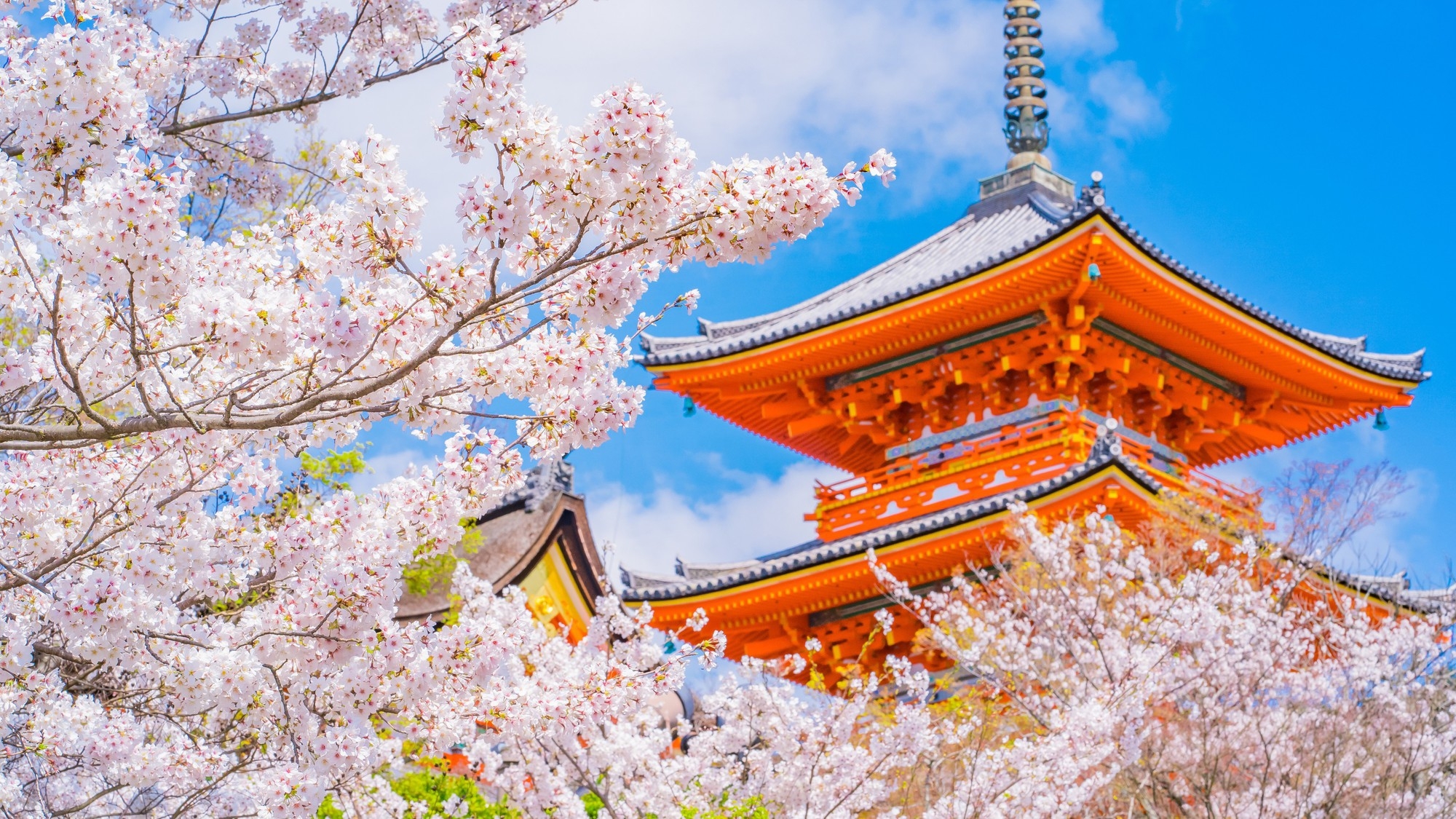 清水寺の桜