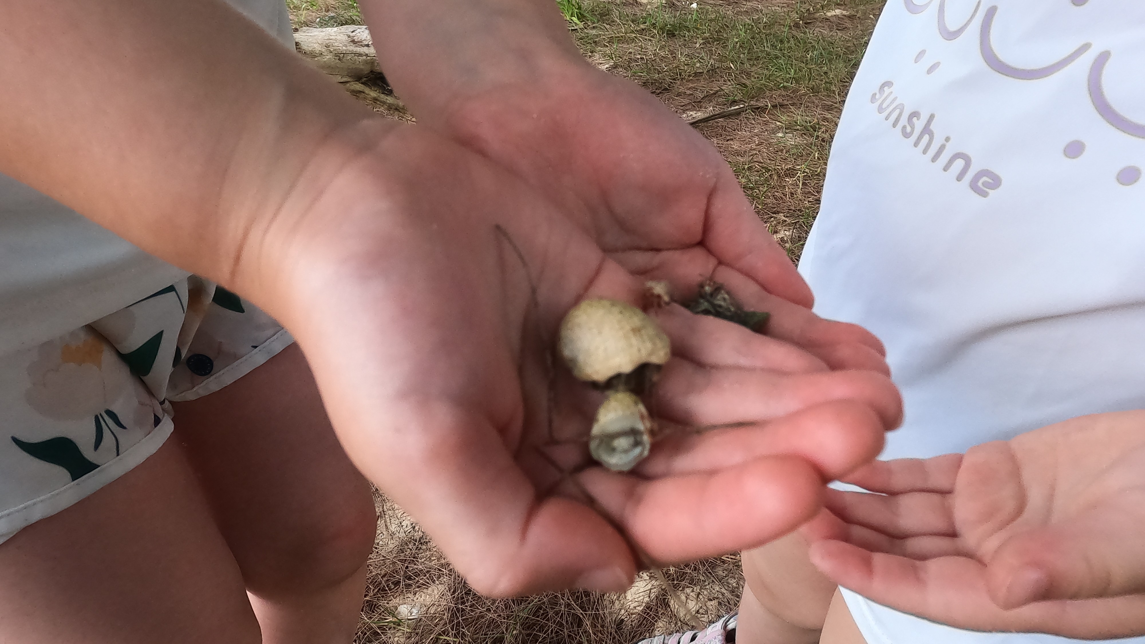 海の観察会（アクティビティー付き）