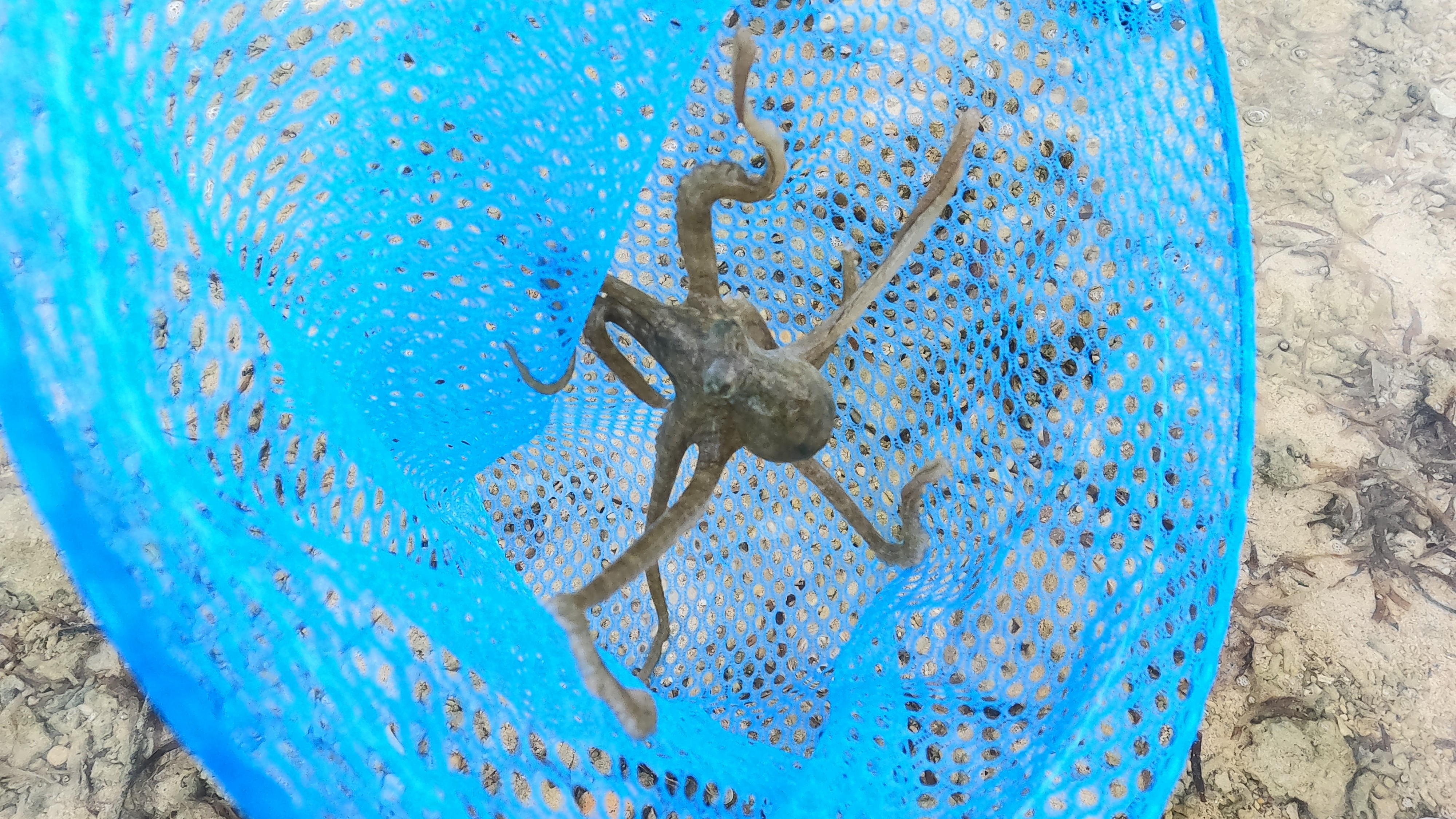 海の観察会（アクティビティー付き）