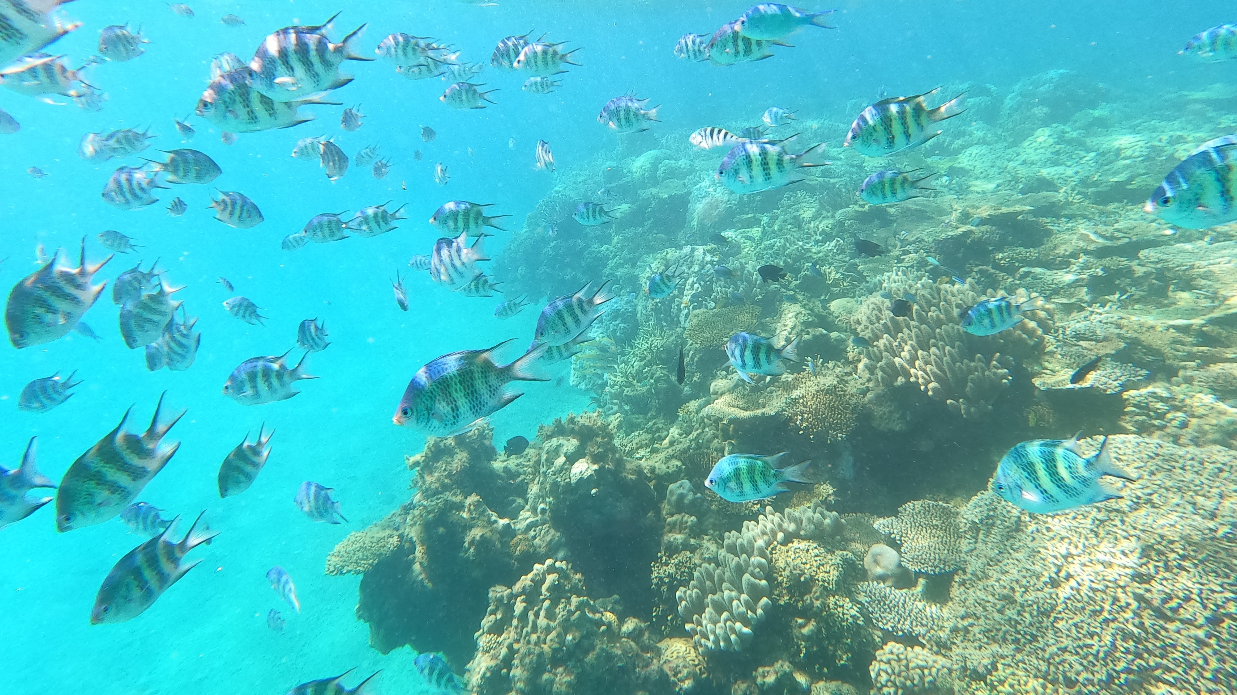 青の洞窟シュノーケル（アクティビティー付き）