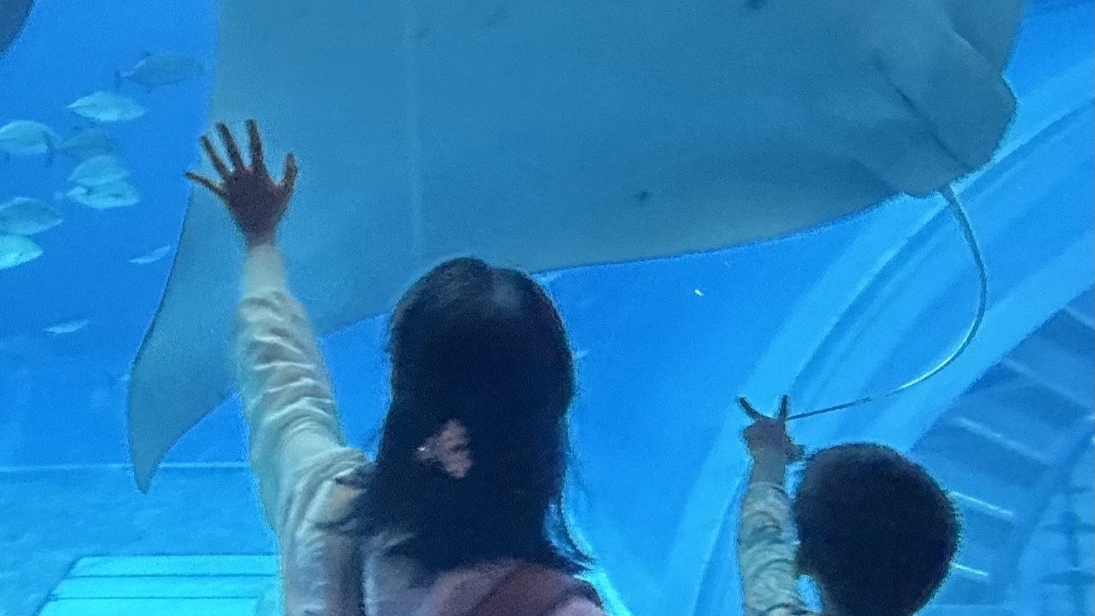 沖縄で１番の人気！ちゅら海水族館！