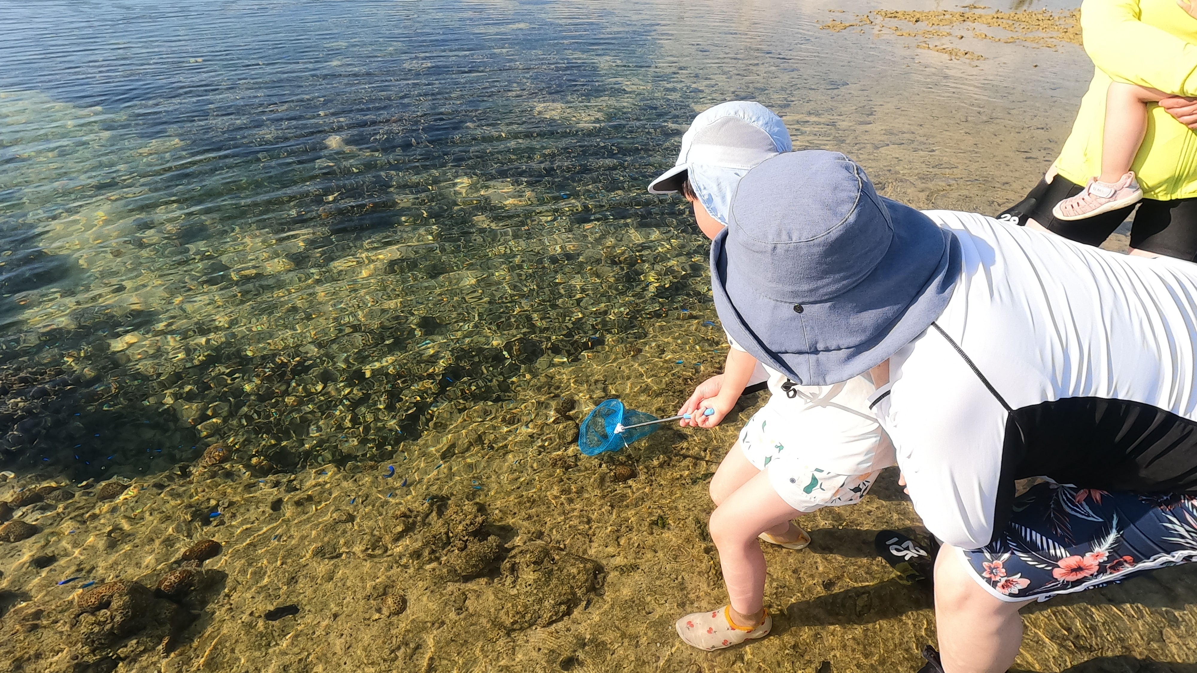 海の観察会（アクティビティー付き）
