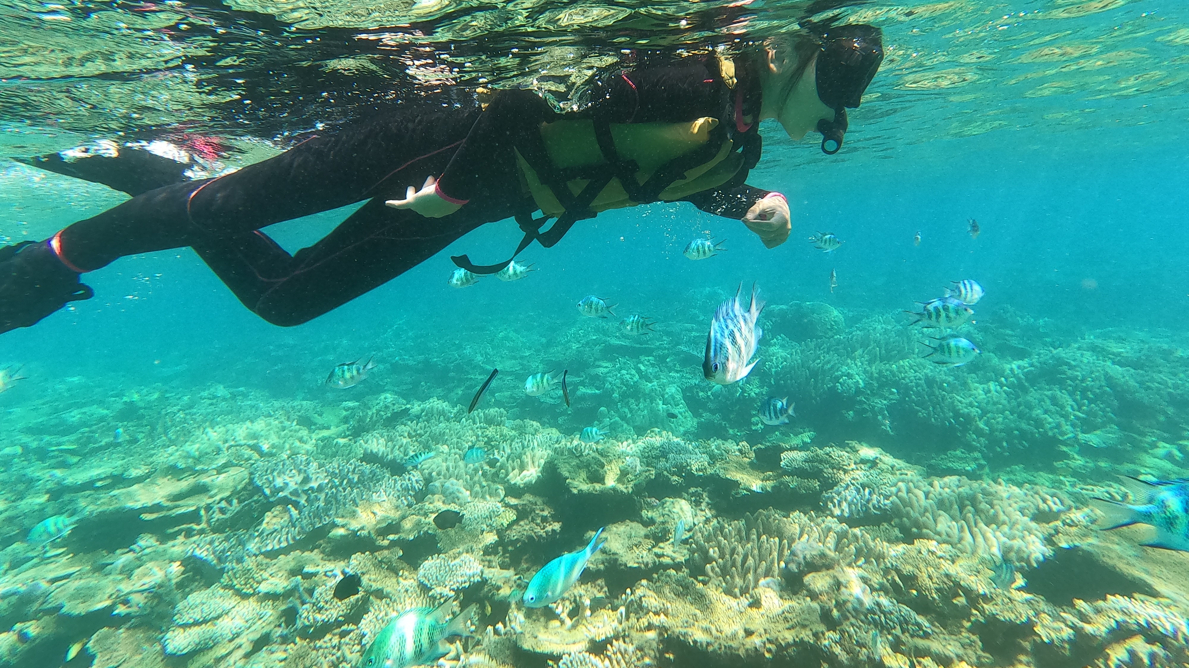 青の洞窟シュノーケル（アクティビティー付き）