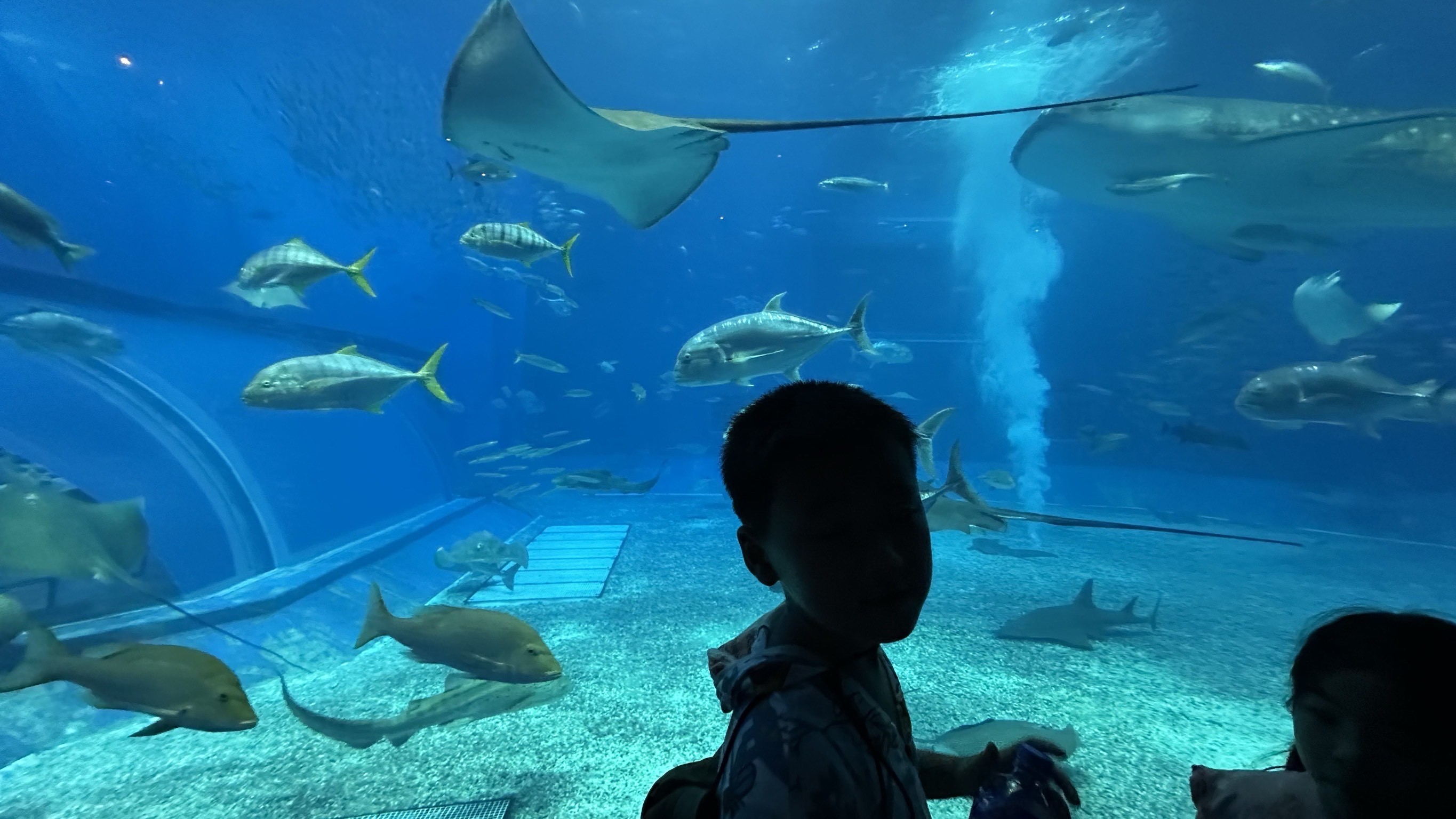 沖縄で１番の人気！ちゅら海水族館！