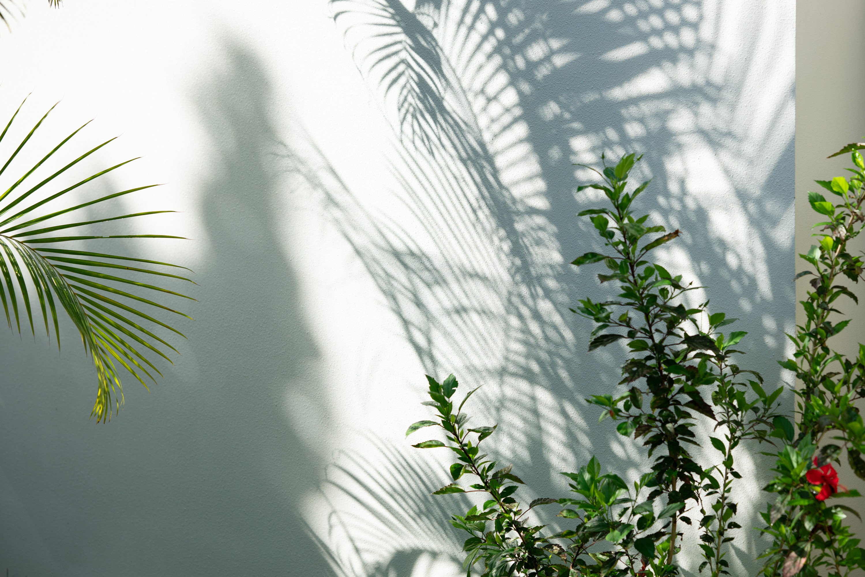 沖縄らしい植物に囲まれています。