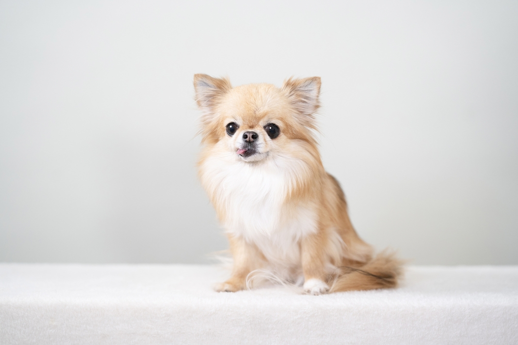 ペット同伴宿泊可能！大切なご家族との思い出作りに