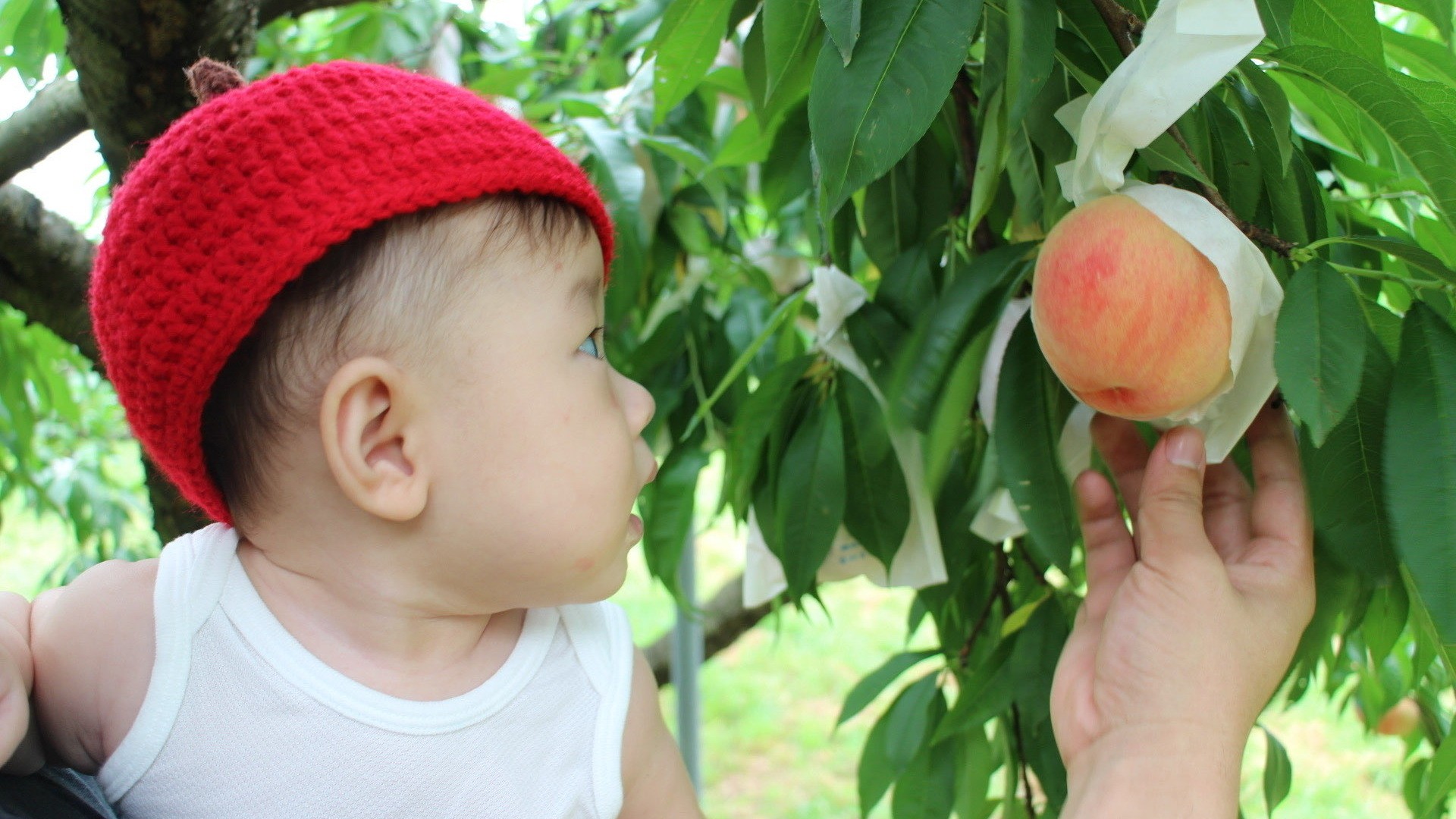 エコファームうちこ／車で約２５分の距離にございます