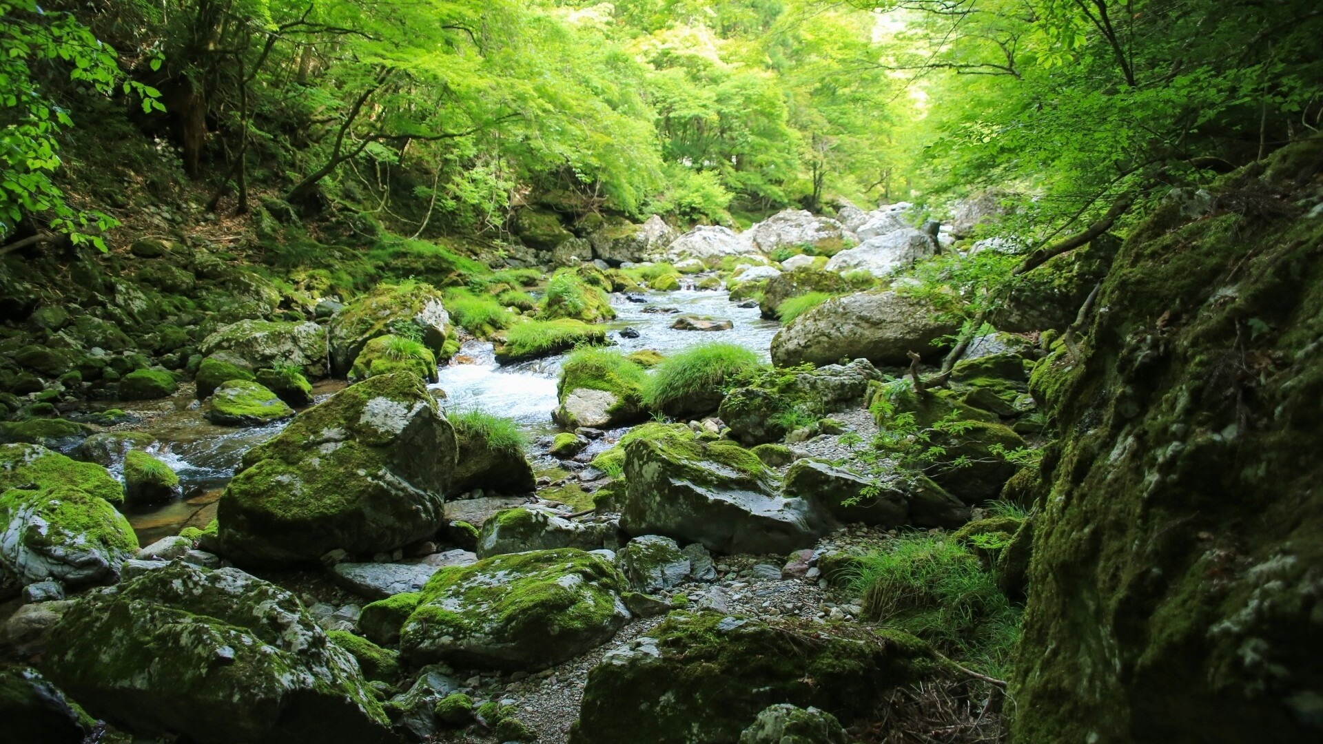 小田深山渓谷／車で約５０分の距離にございます