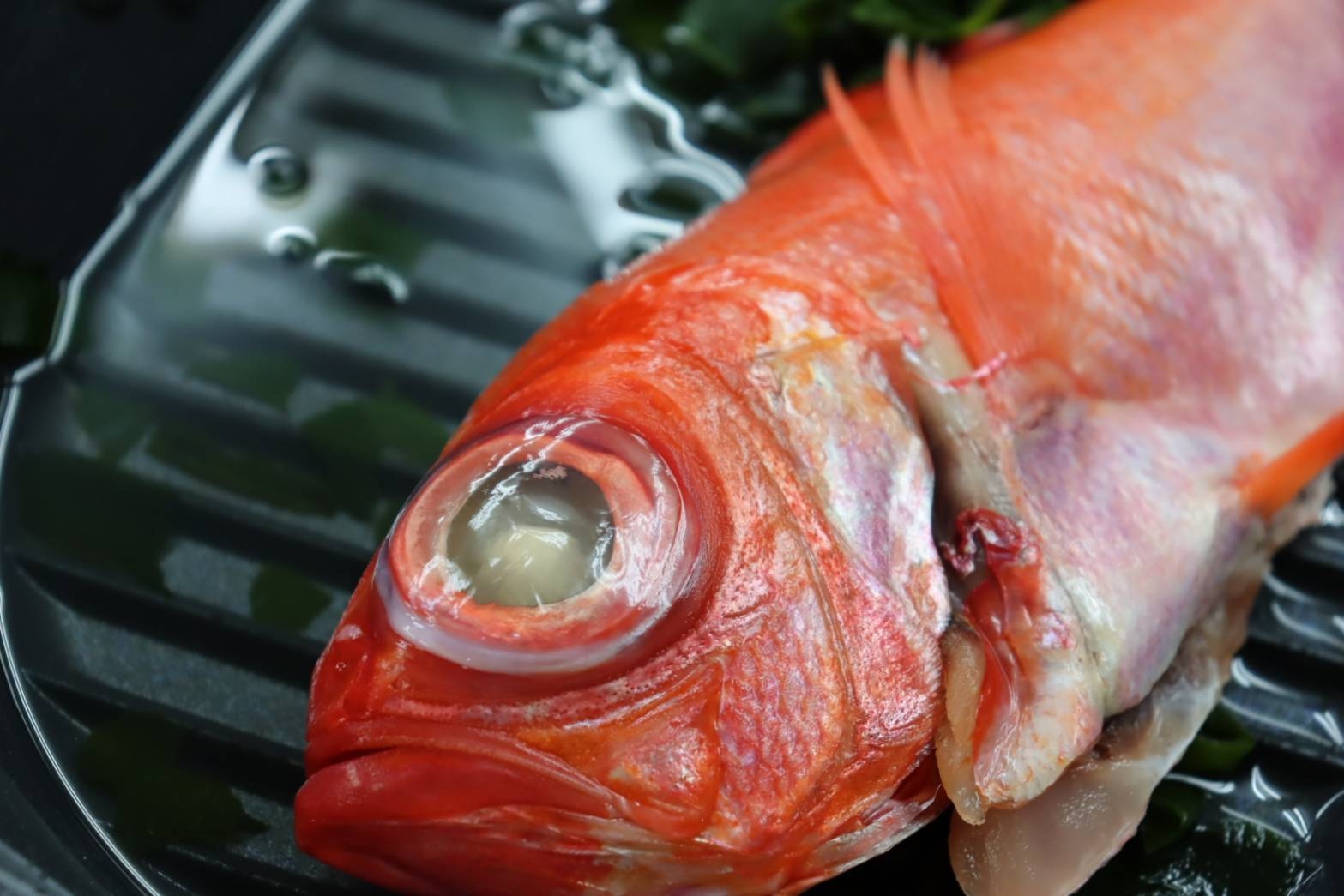 『プレミアム』室戸の海と山を味わう　金目鯛×カツオタタキ×土佐備長豚×土鍋ご飯　露天風呂付
