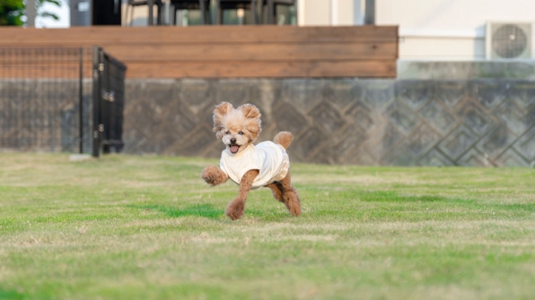 【楽天スーパーSALE】【1日1組】瀬戸内海を望む約100坪のドッグラン付き（定員6名・素泊まり）